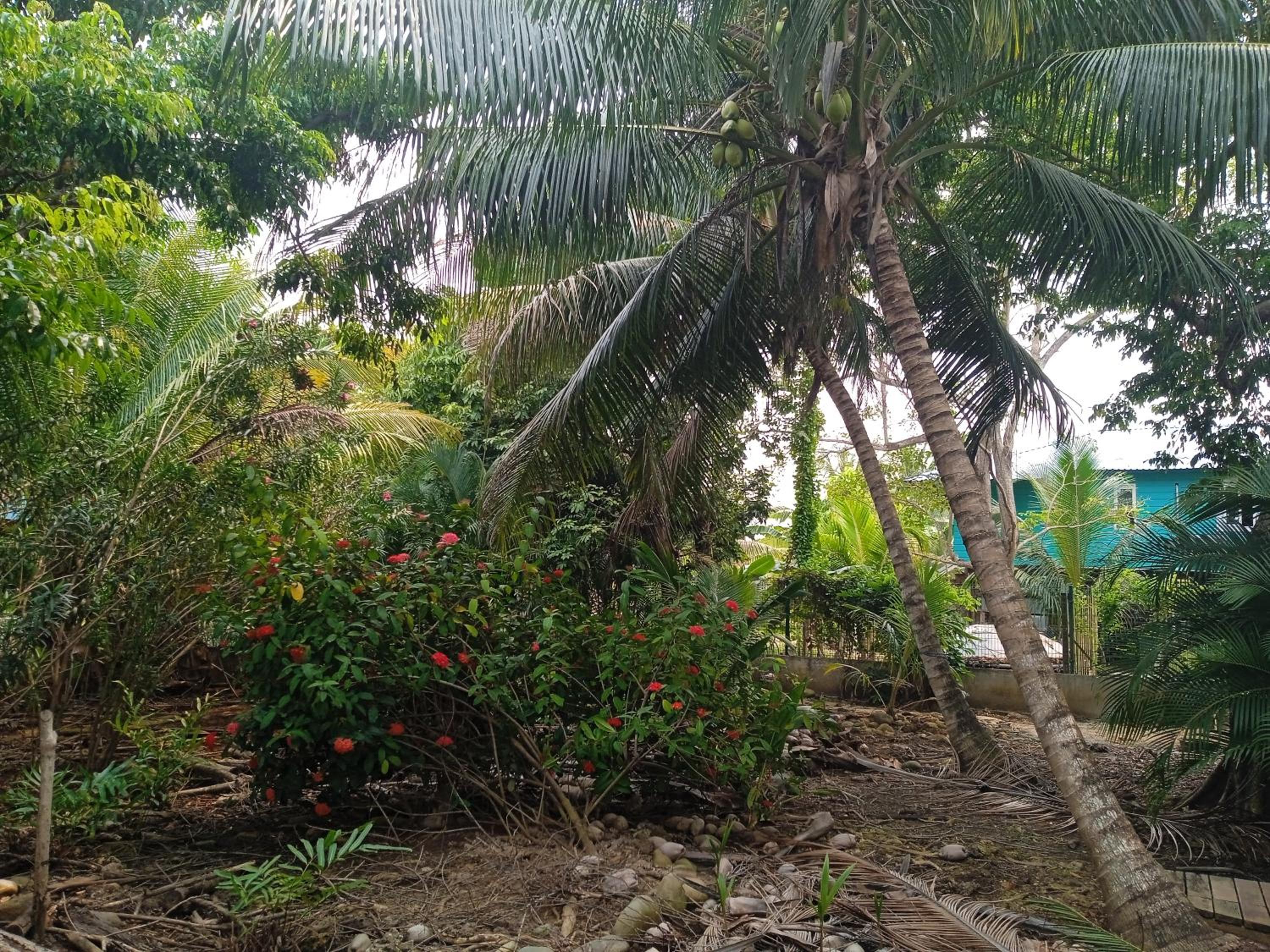 cabaña en la selva