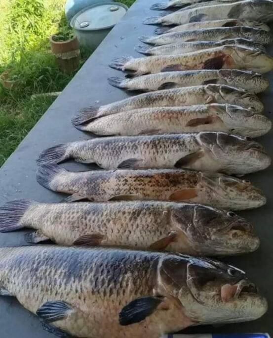 Cabana de pesca e lazer Represa Usina Mafra sc