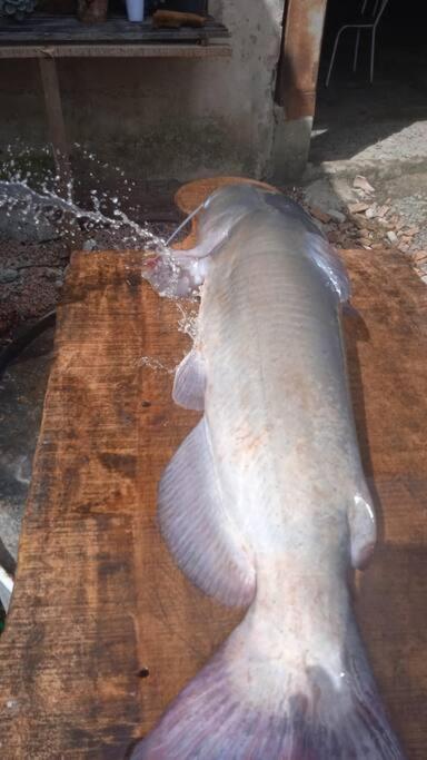 Cabana de pesca e lazer Represa Usina Mafra sc