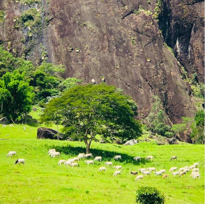 Fazenda inteira e centenária para seu grupo