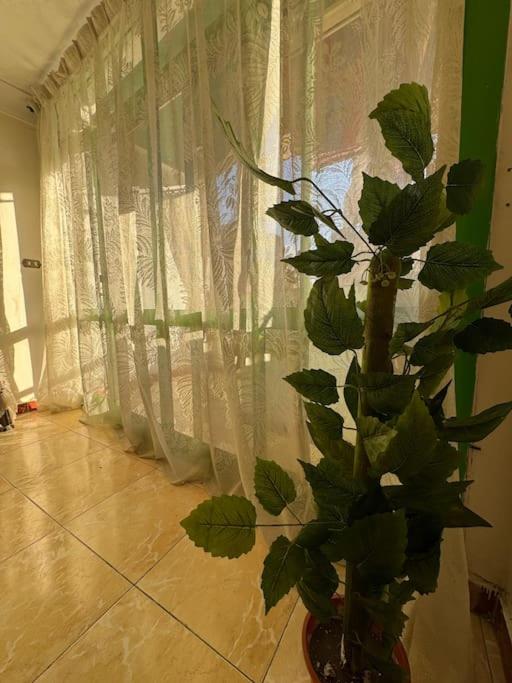 Alexandria Downtown Apartment