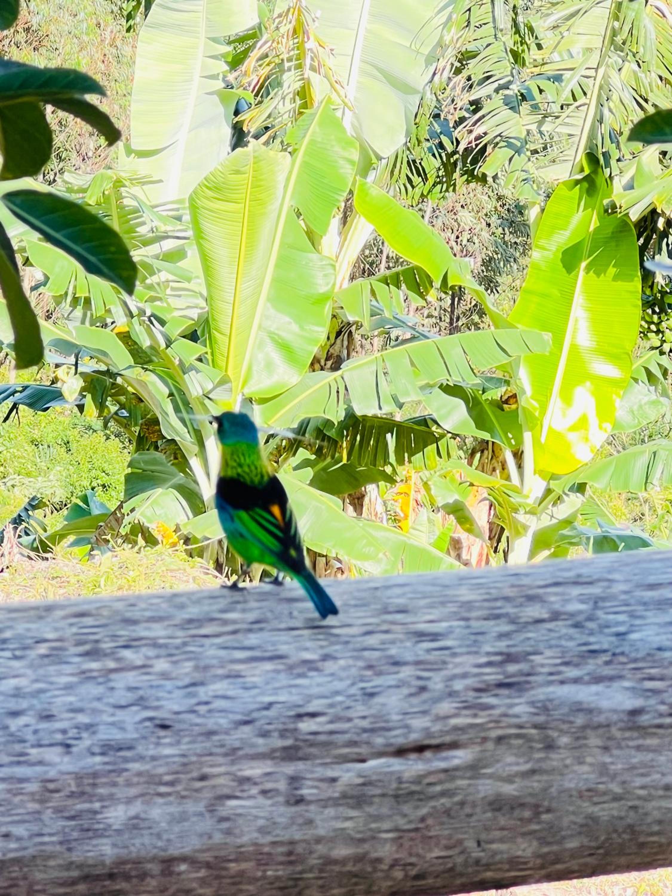 Sitio do Vô Adelfo