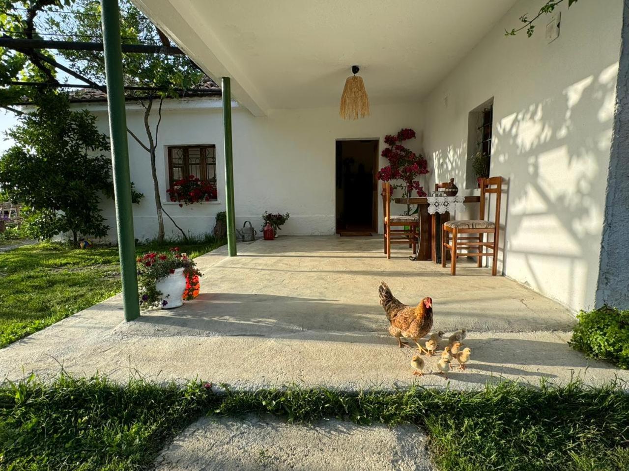 Guesthouse Vitoria - Mrizi i Zanave