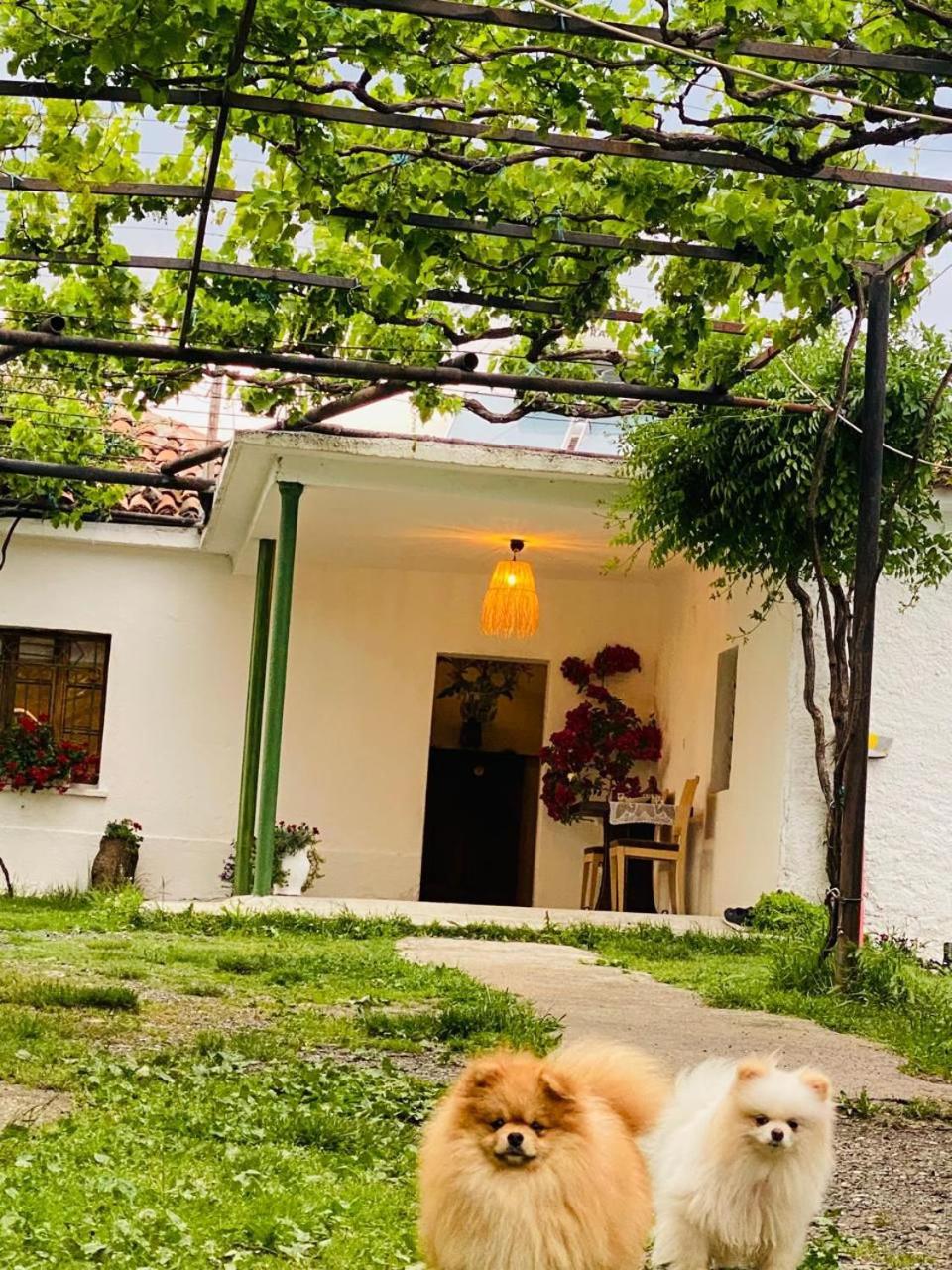 Guesthouse Vitoria - Mrizi i Zanave