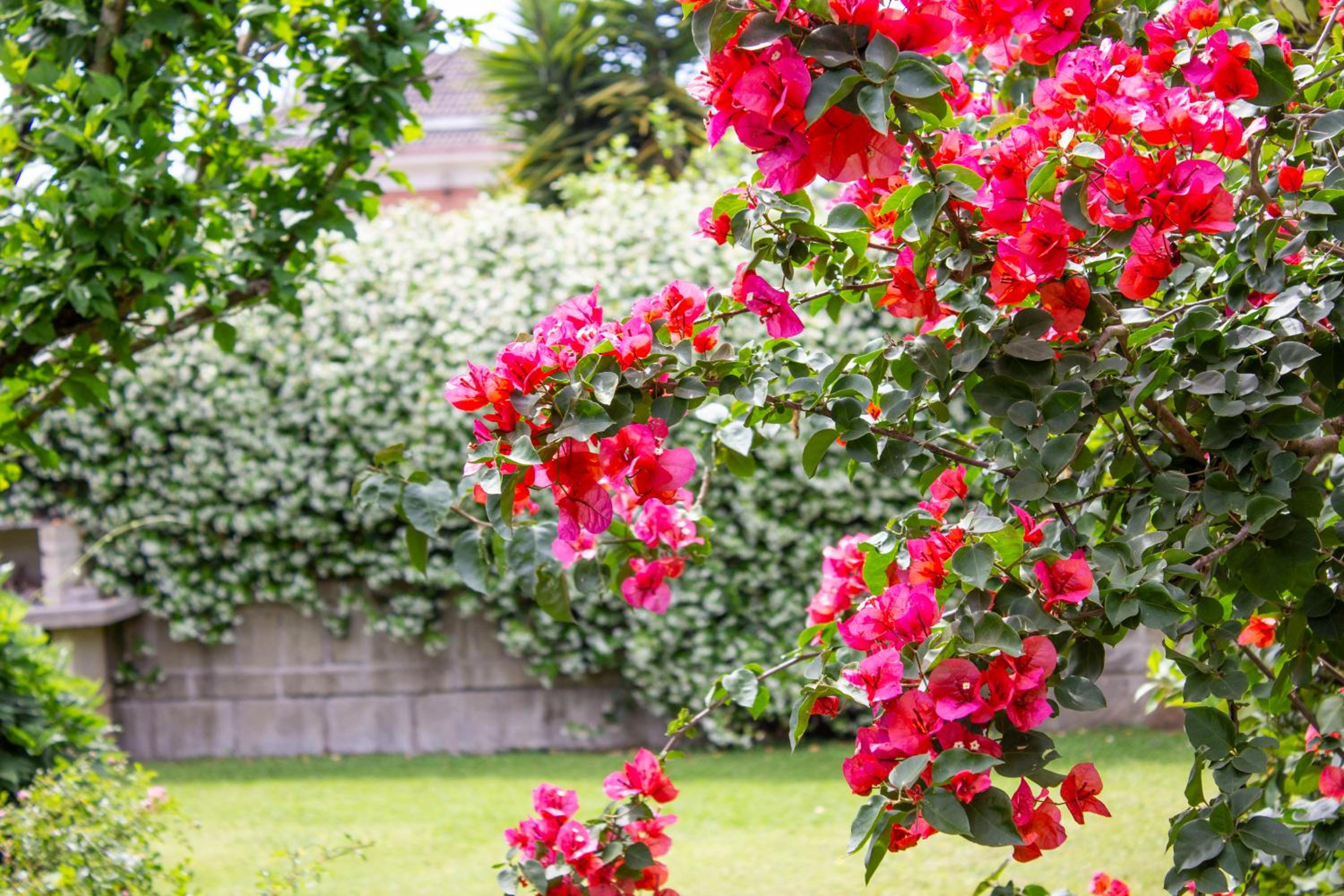 Villa Ninfea wonderful garden, business & relax view 2