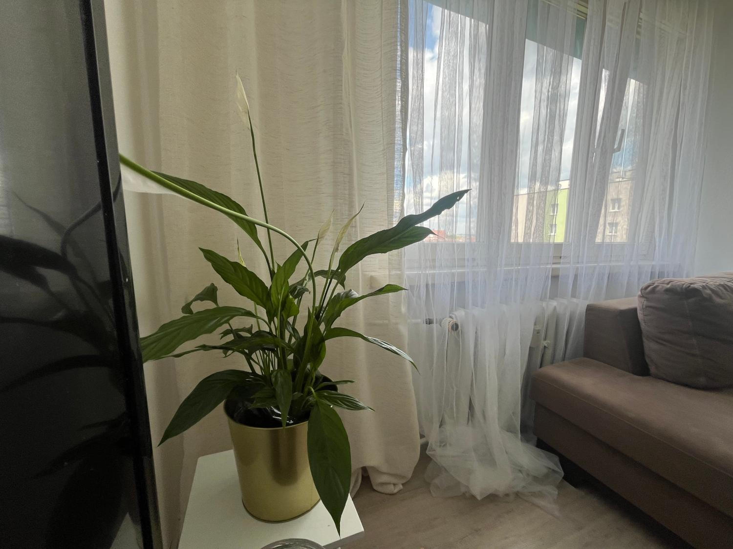 Sunny View Apartament