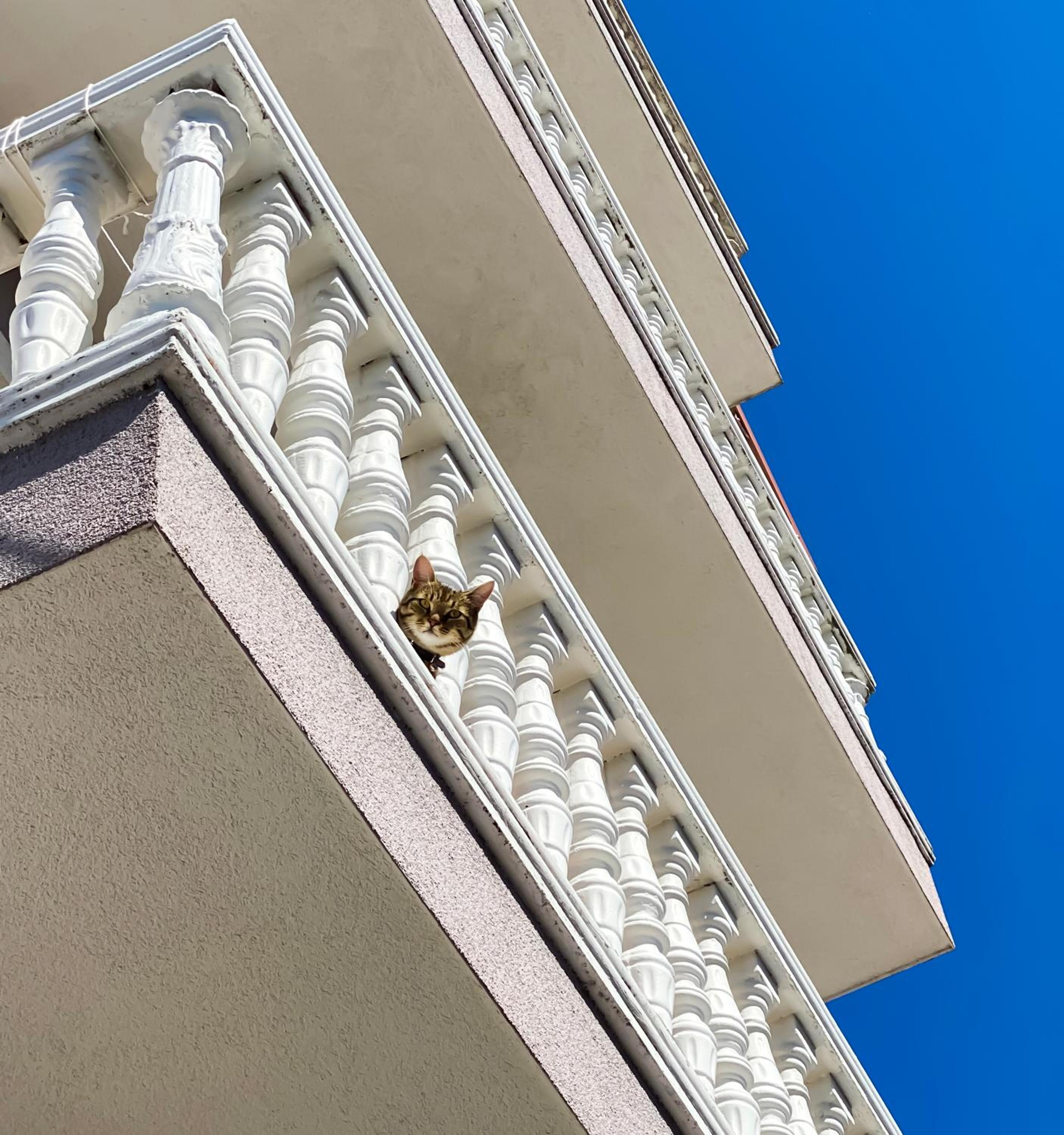 Northgate Apart-Villa photo 5