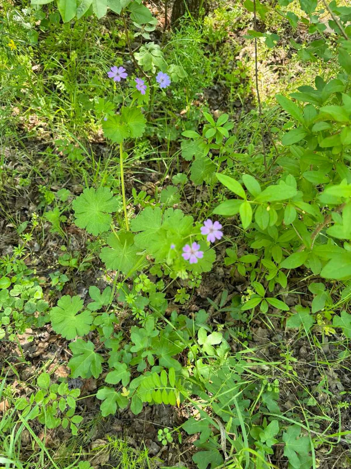 Photo 21