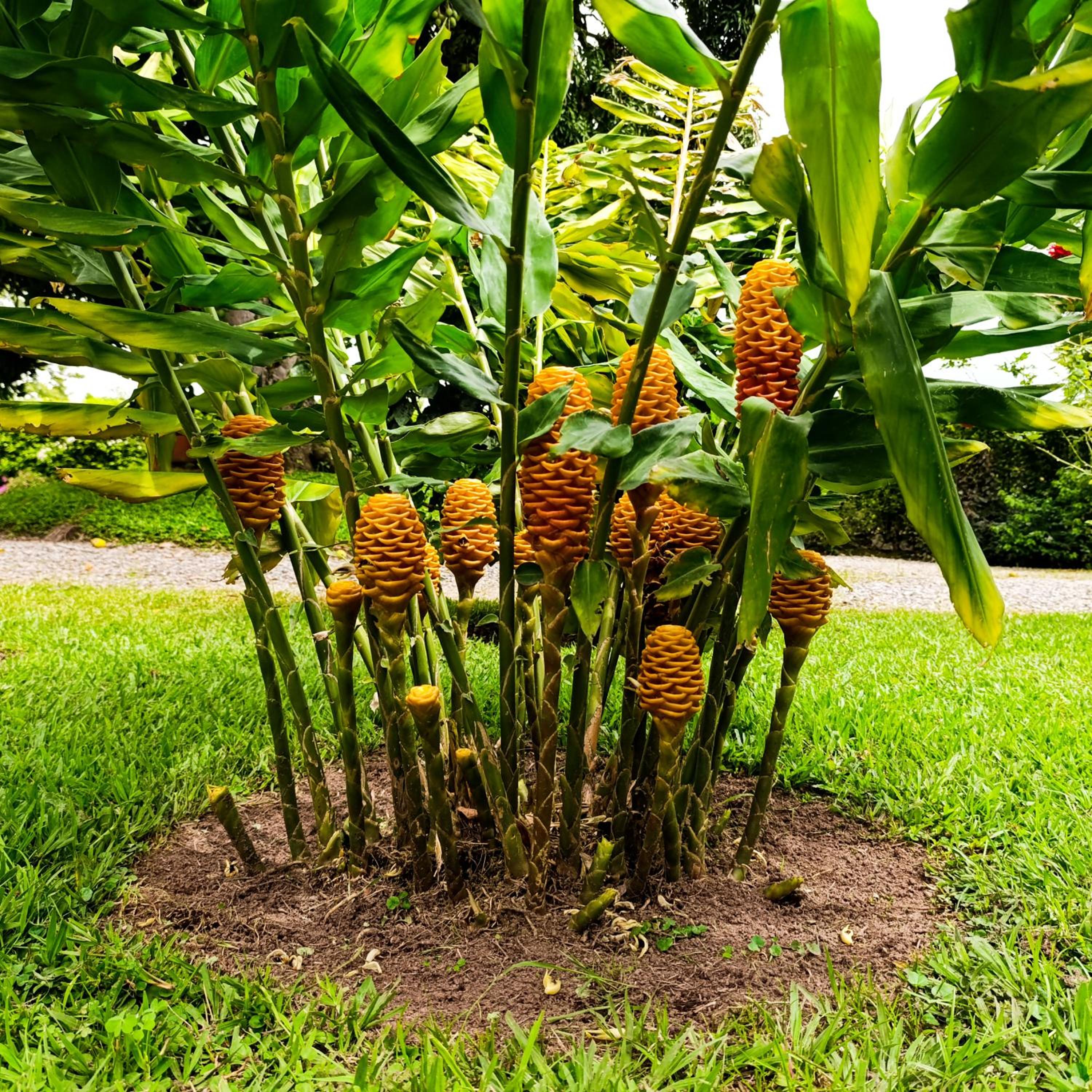 Hotel Campestre Los Mangos