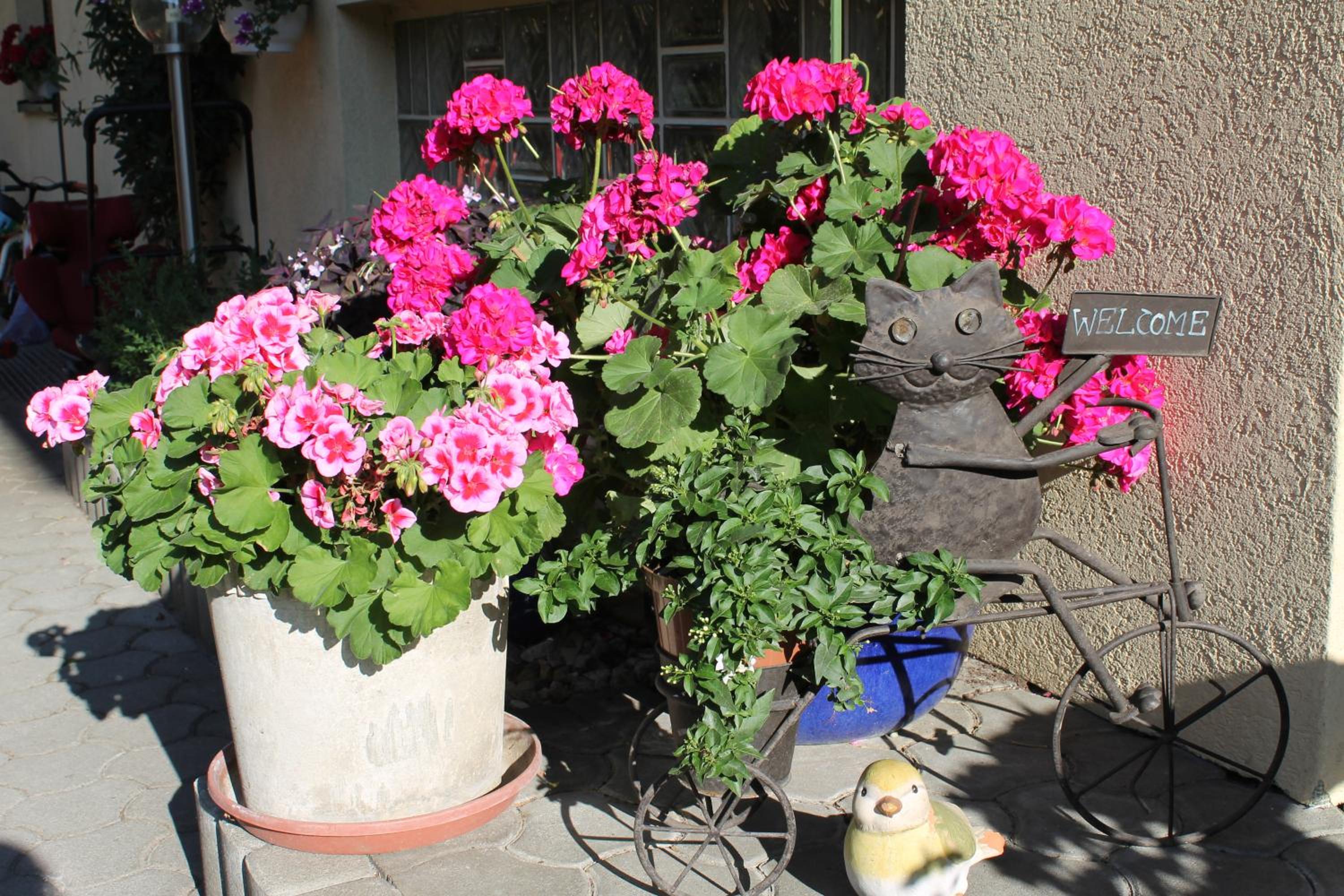 Appartement - Ferienwohnungen - Gästehaus Gabriele