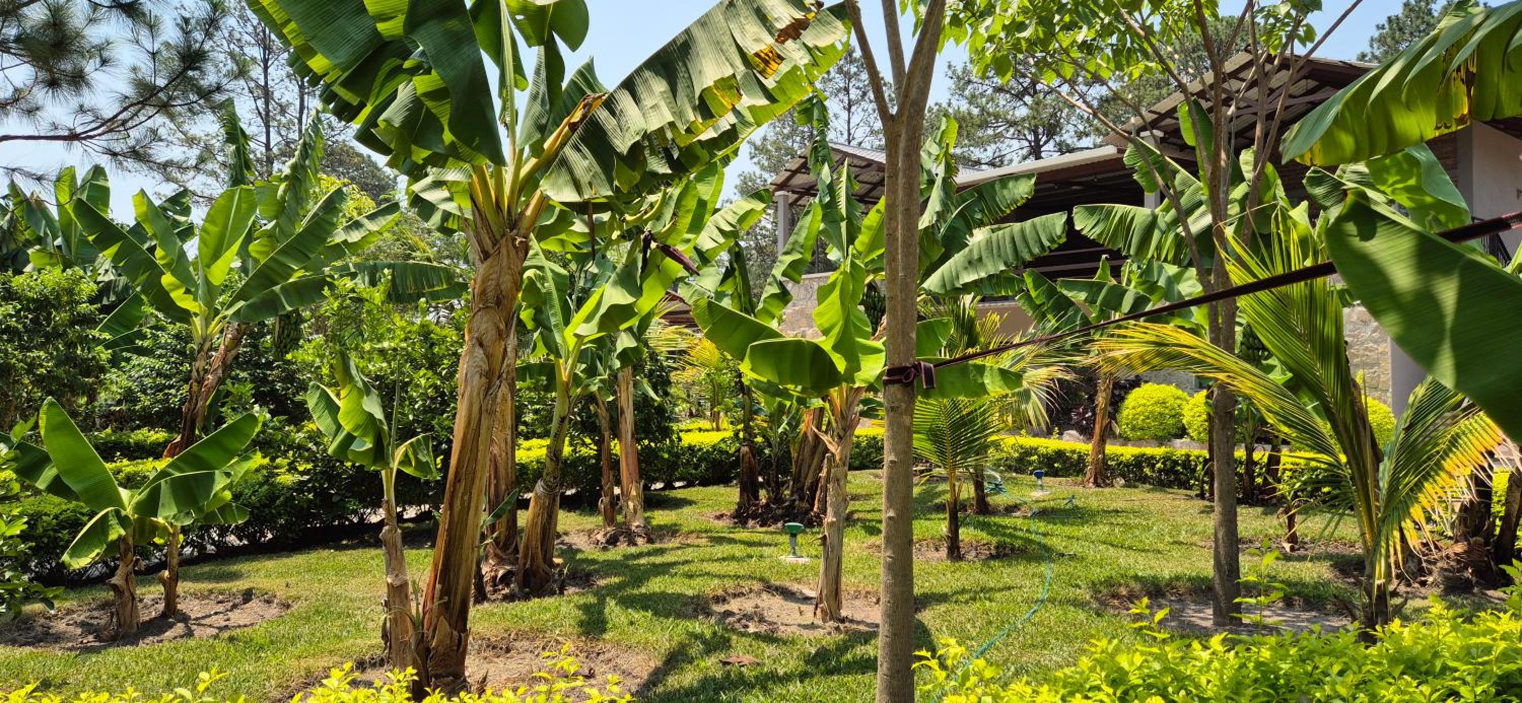 Tinyhouses and Tropical Gardens