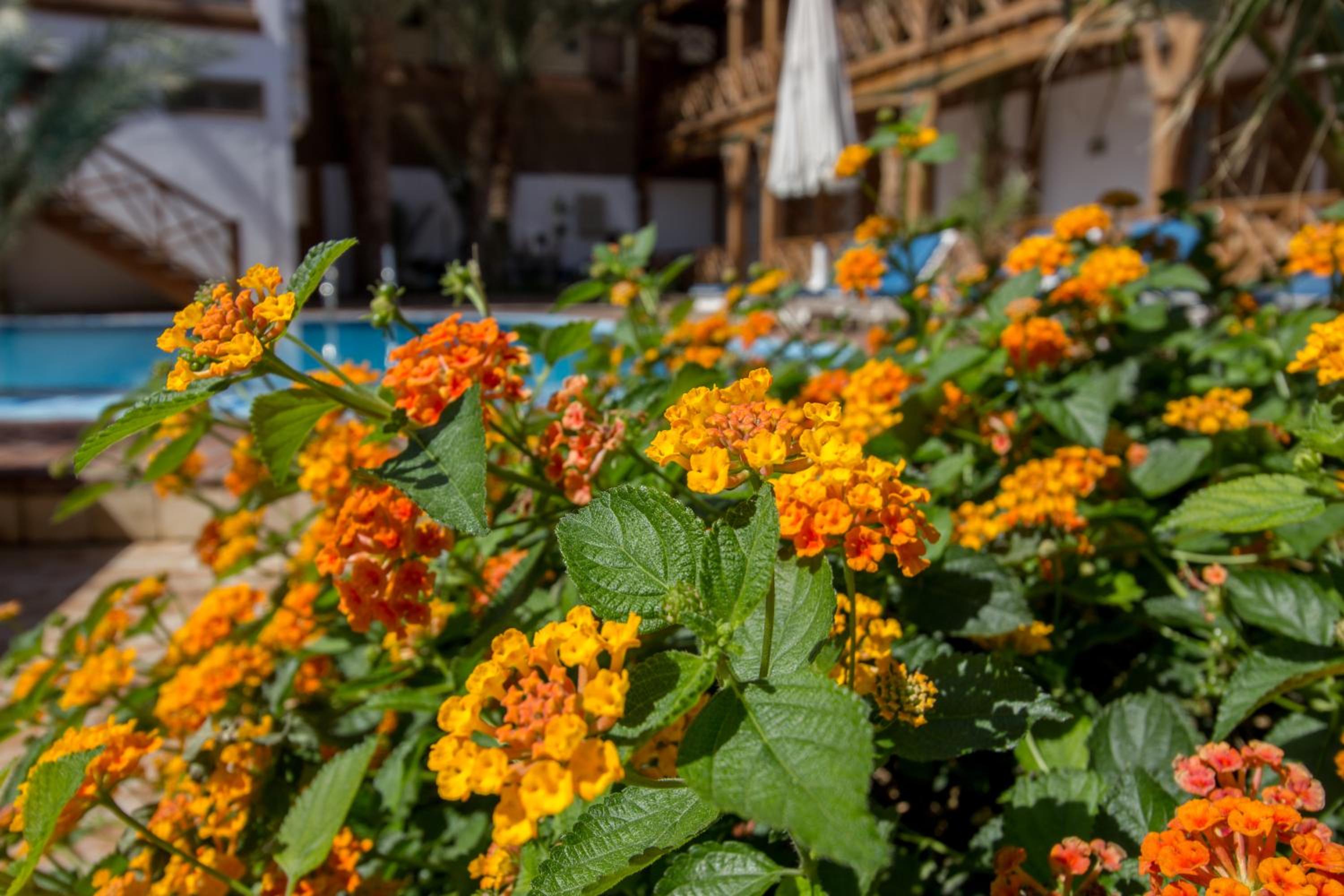 Acacia Dahab Hotel