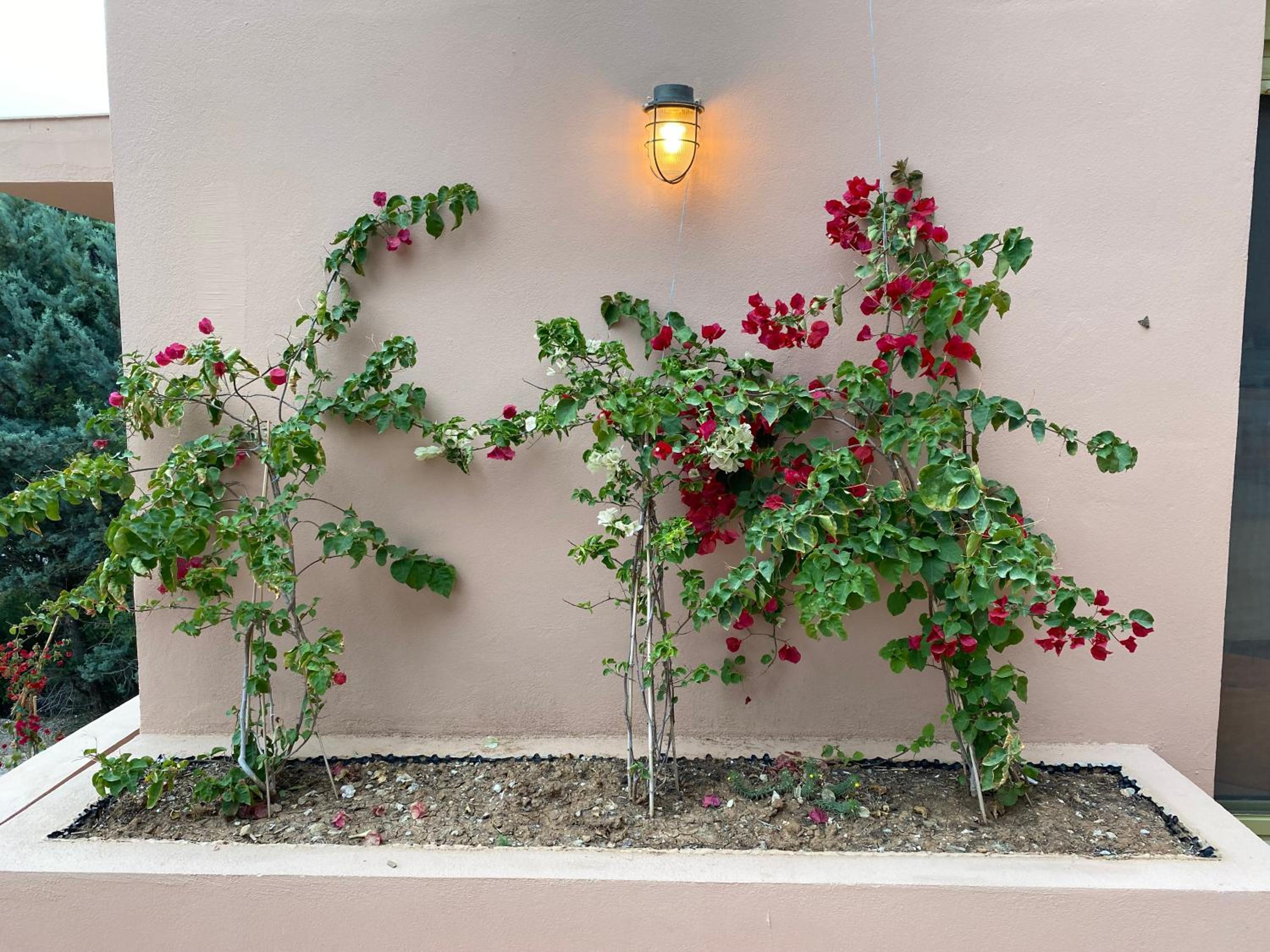 Askalosia villa