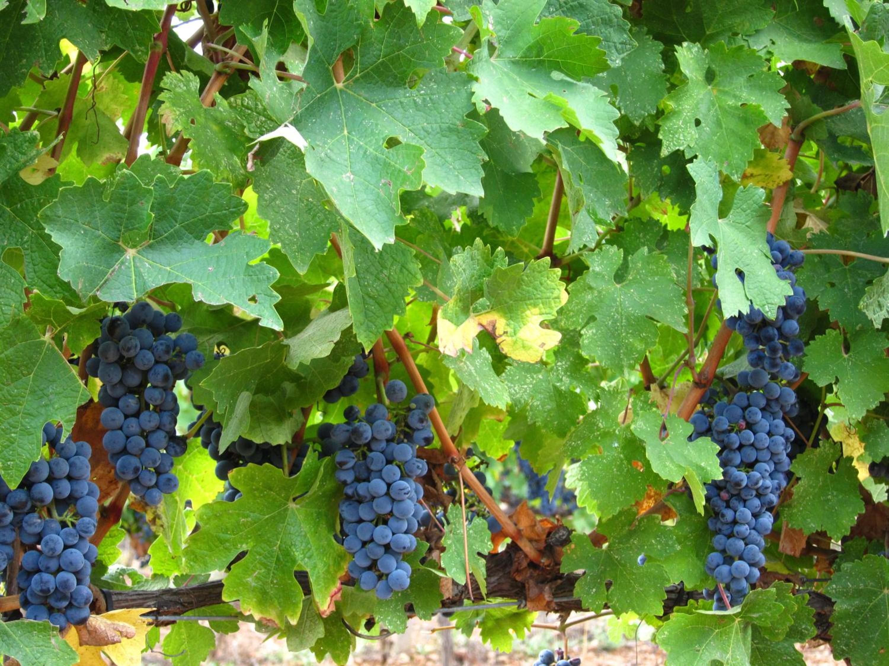 Vilosell Wine Hotel
