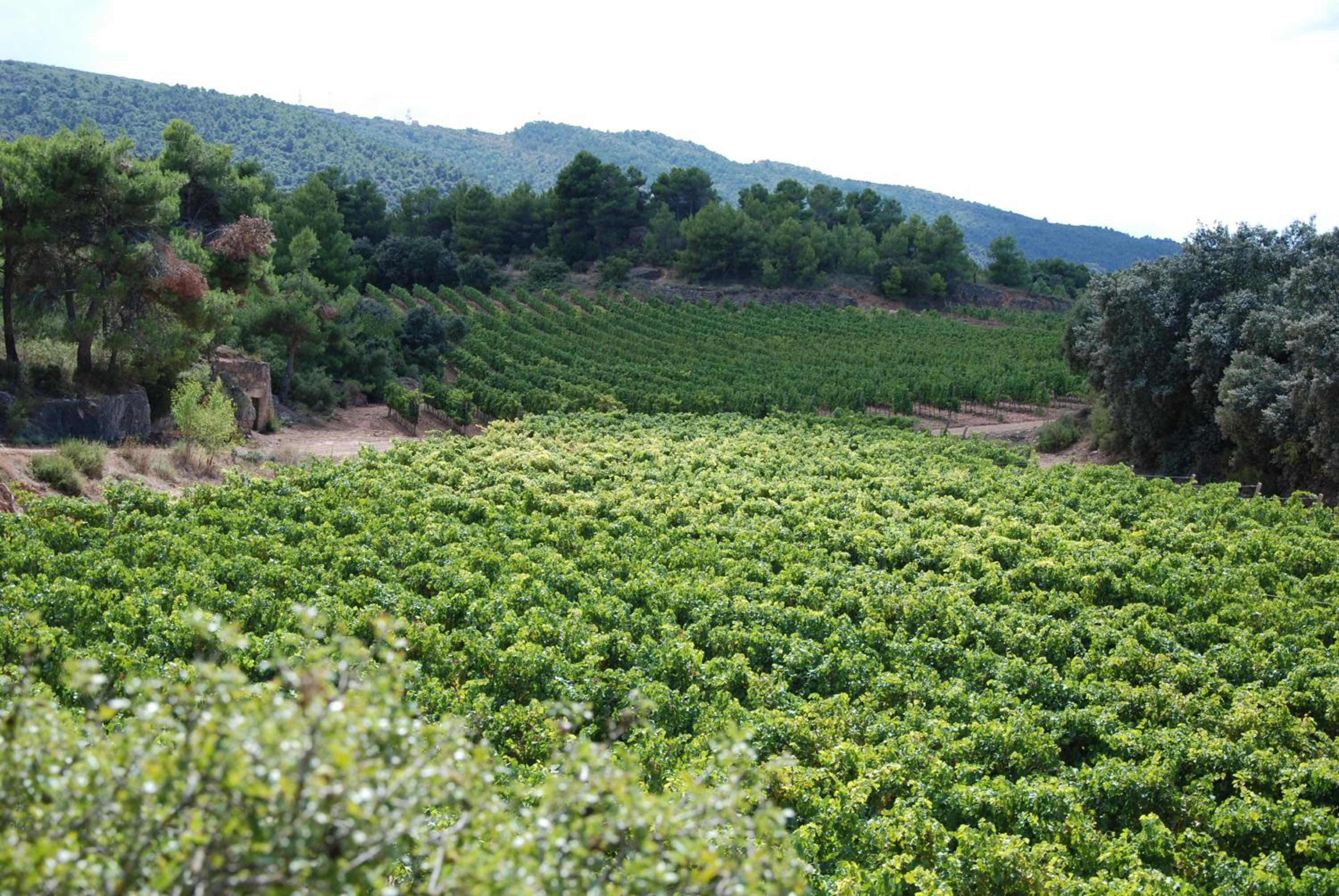 Vilosell Wine Hotel