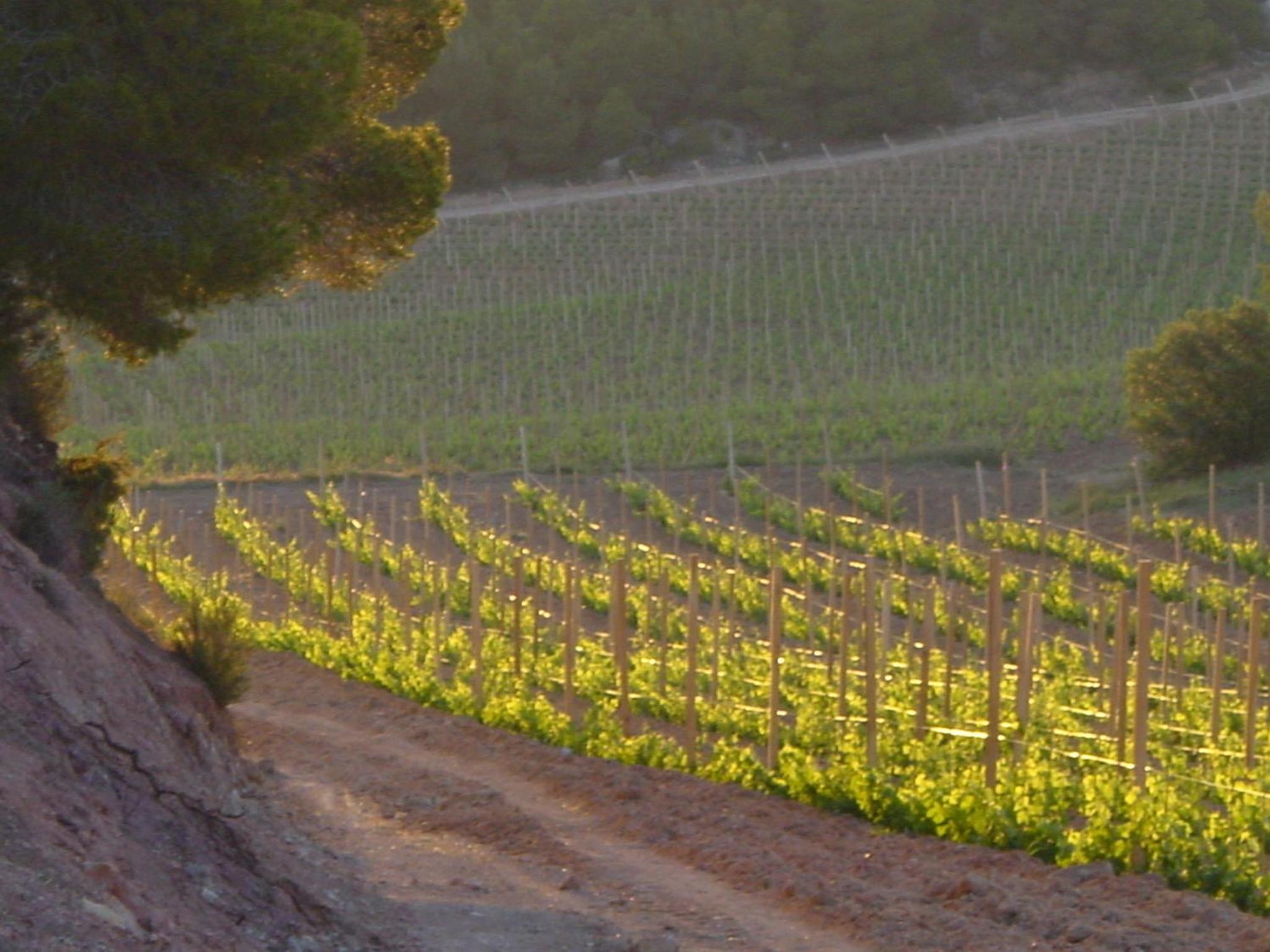 Vilosell Wine Hotel