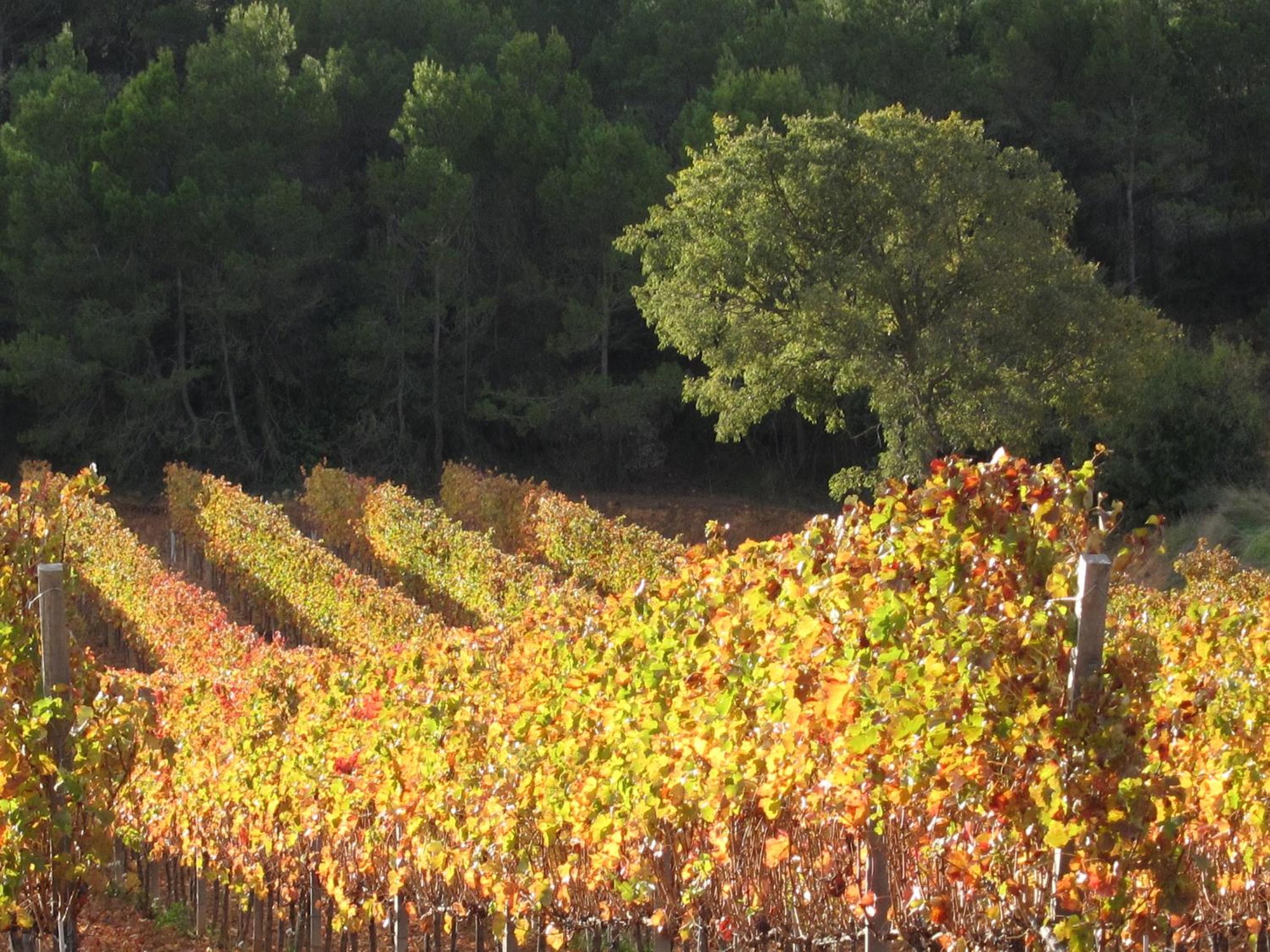 Vilosell Wine Hotel