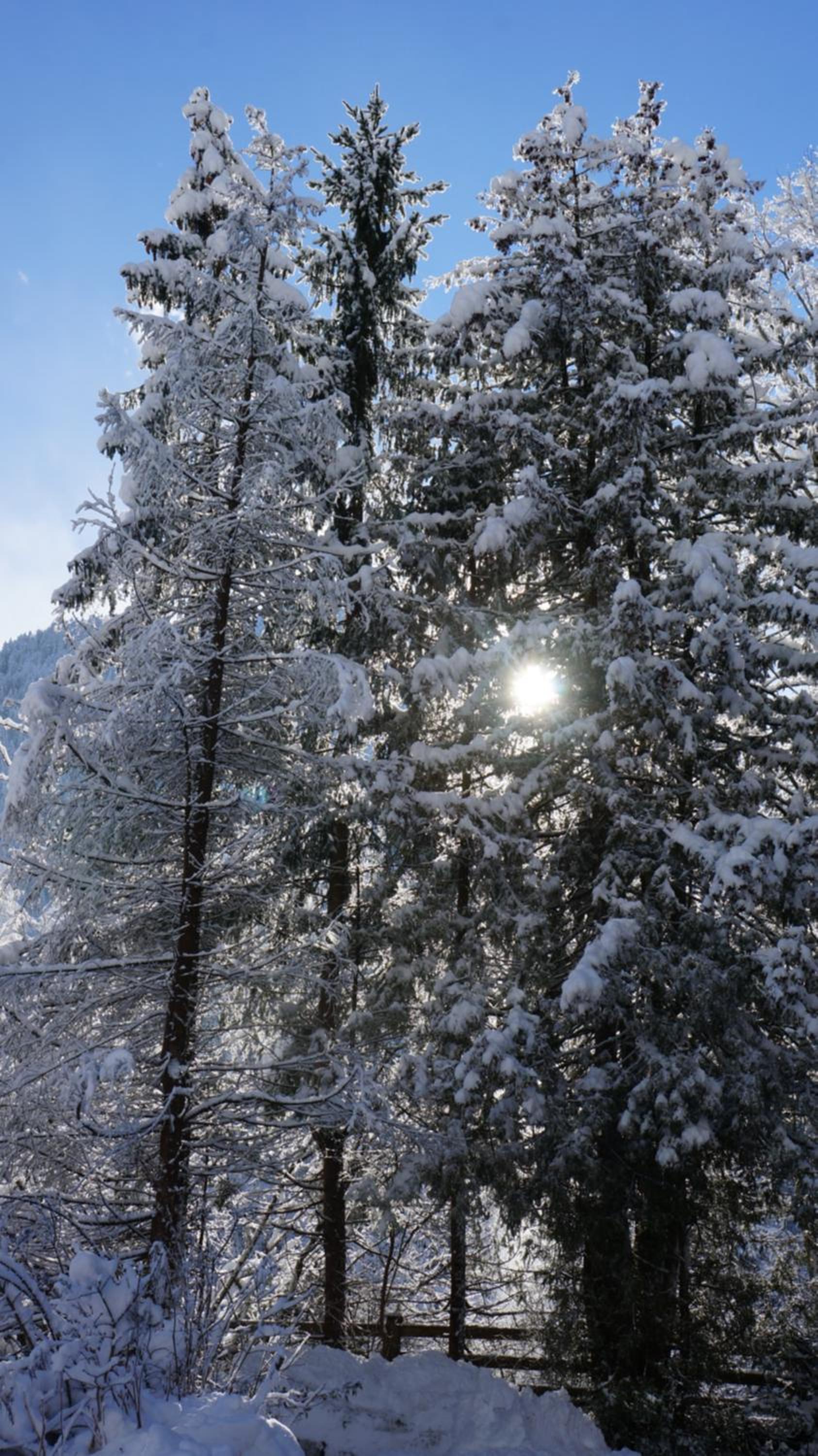 Appartements Alpenblick