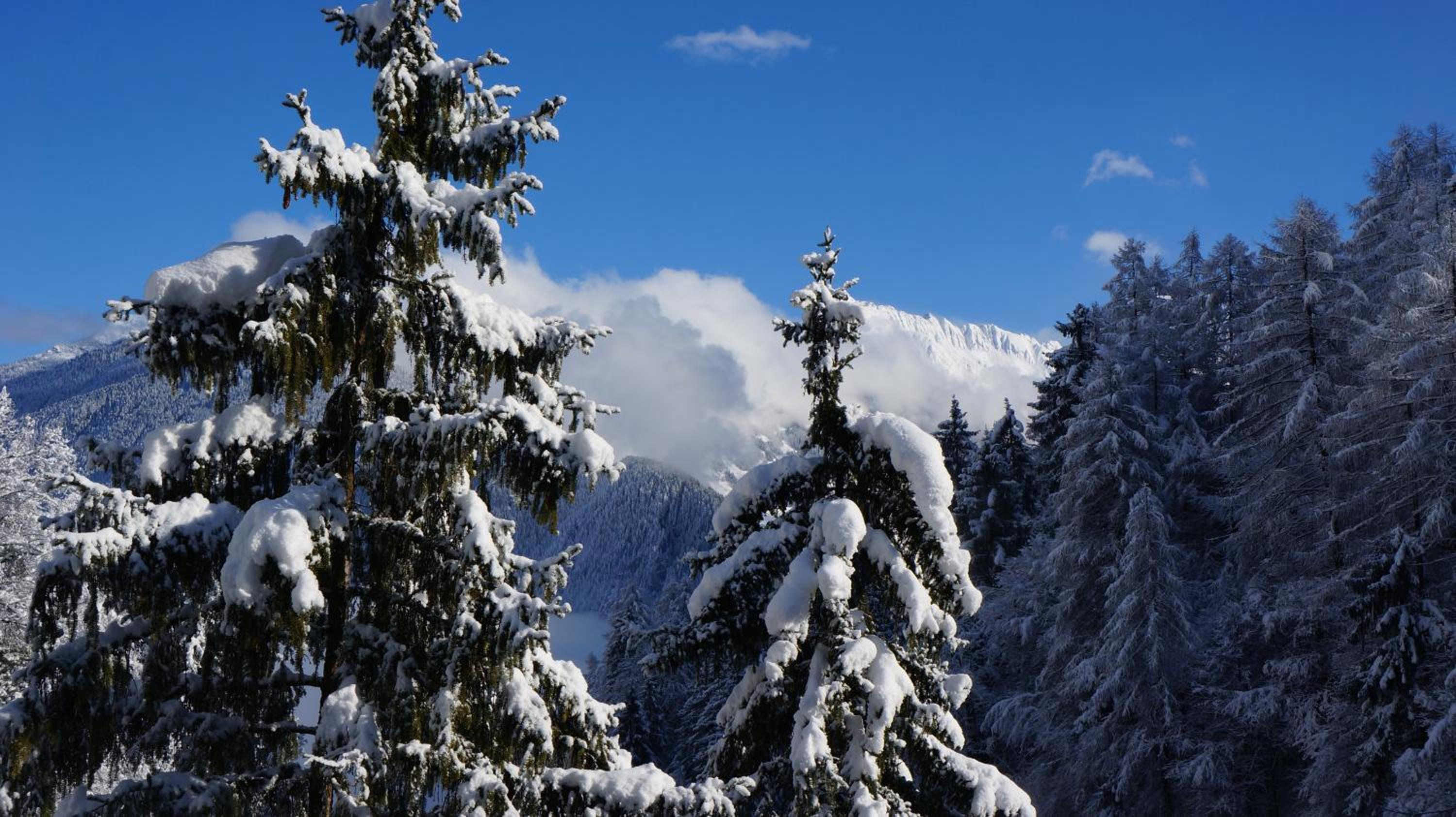 Appartements Alpenblick