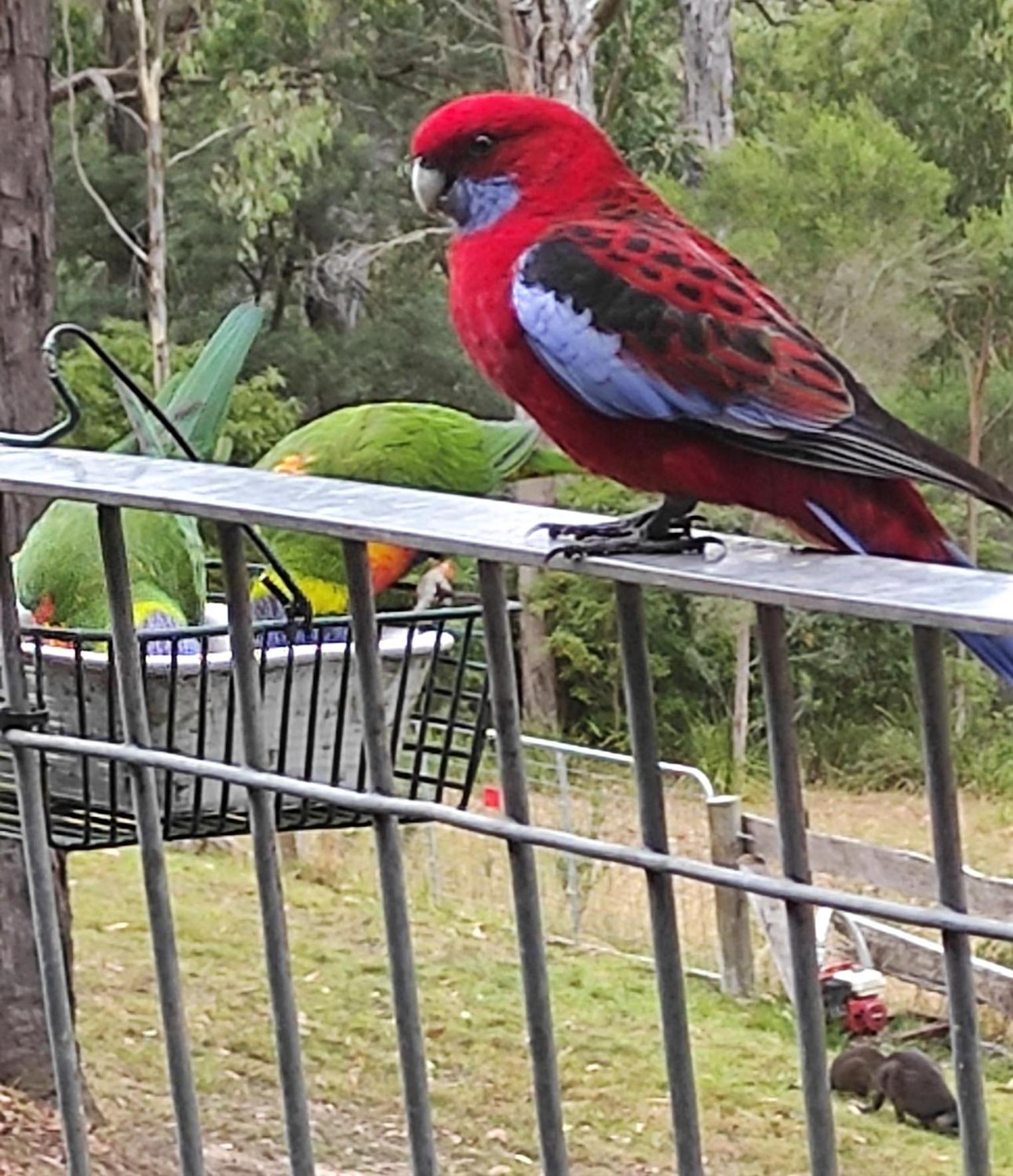 Queen Room with Balcony - Kookaburra Retreat Homestay