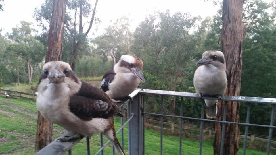 Queen Room with Balcony - Kookaburra Retreat Homestay