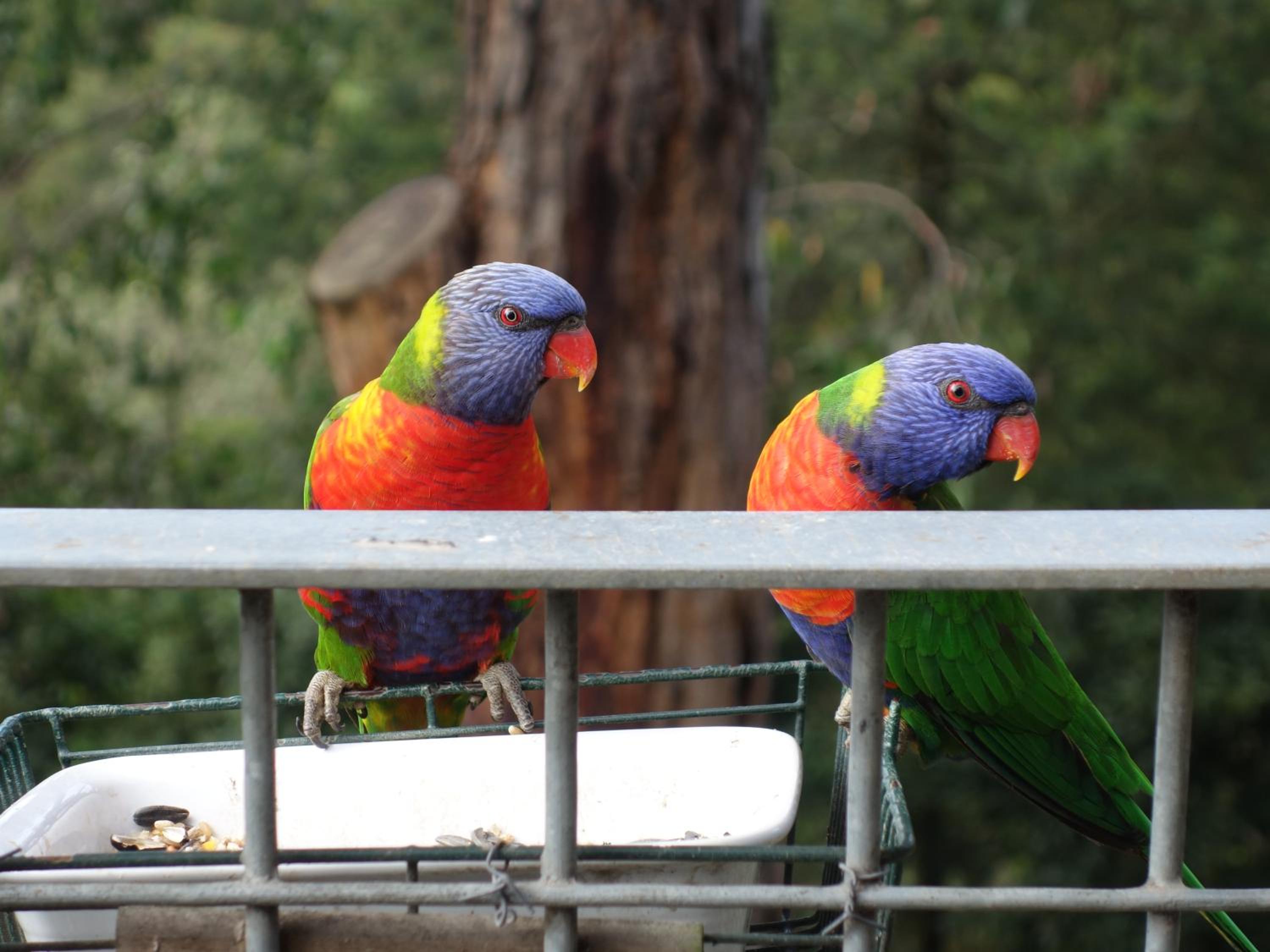 Queen Room with Balcony - Kookaburra Retreat Homestay