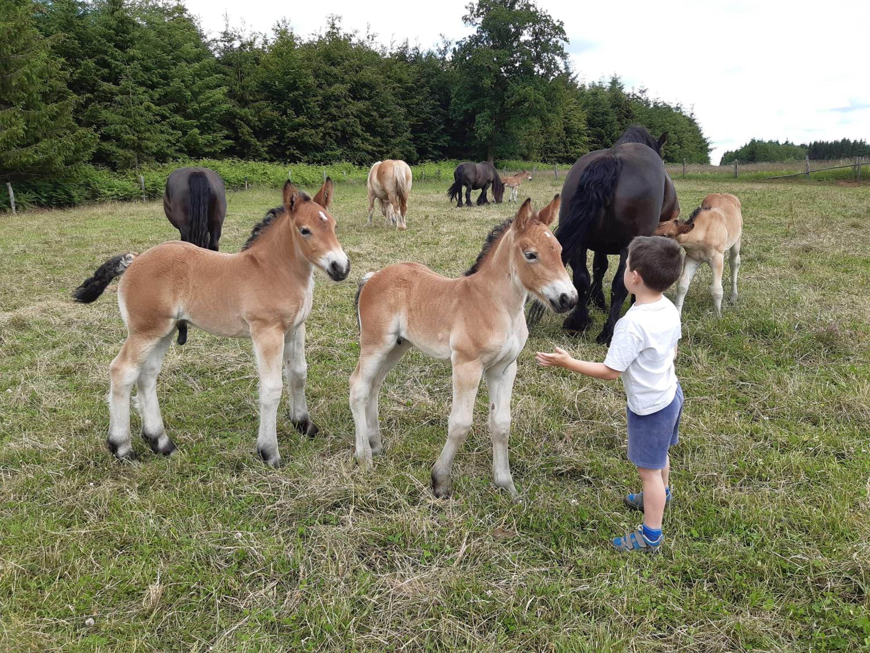 gîte Le cheval ardennais
