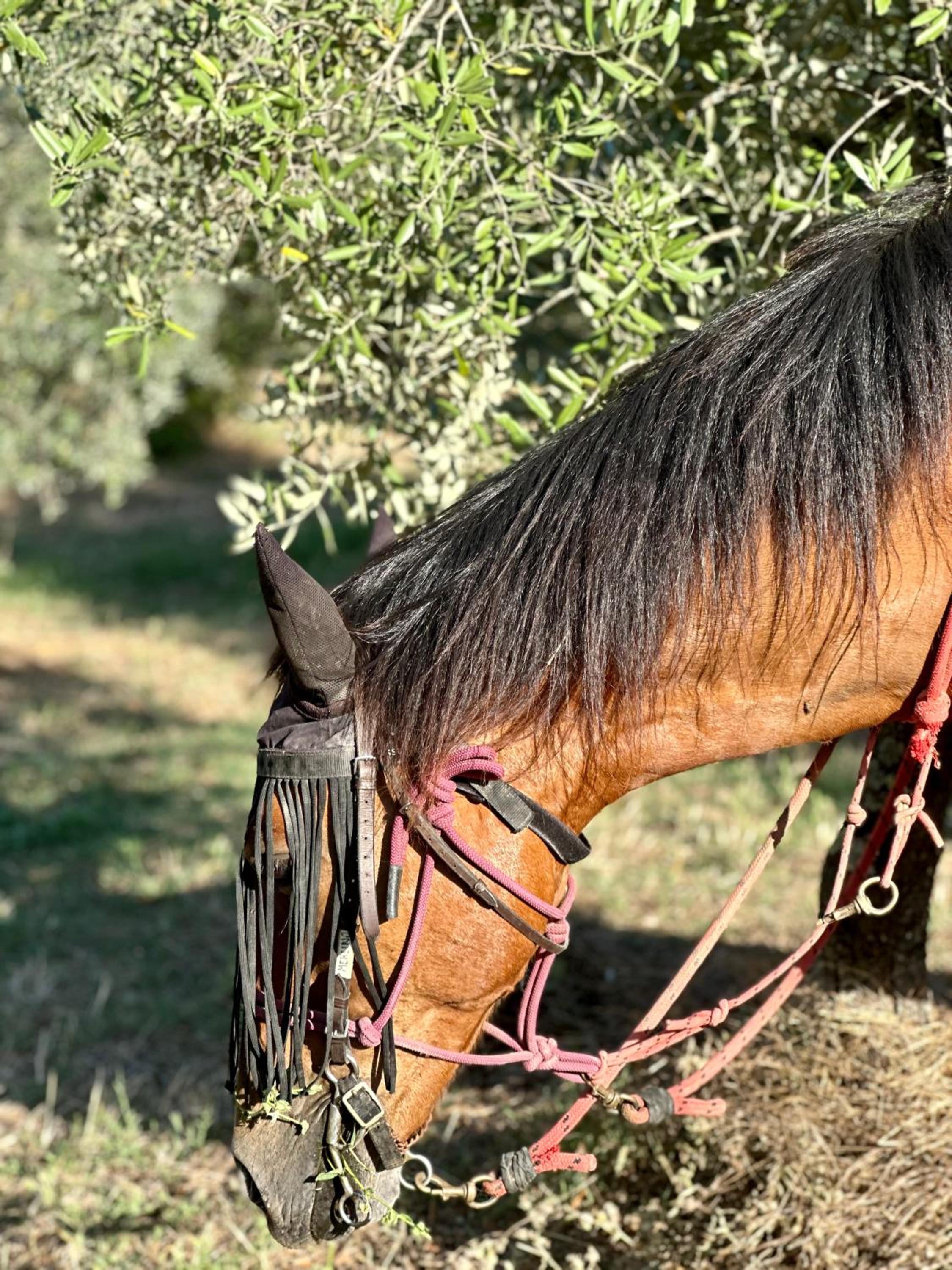 Florence Winery AgriResort - Fattoria Lavacchio
