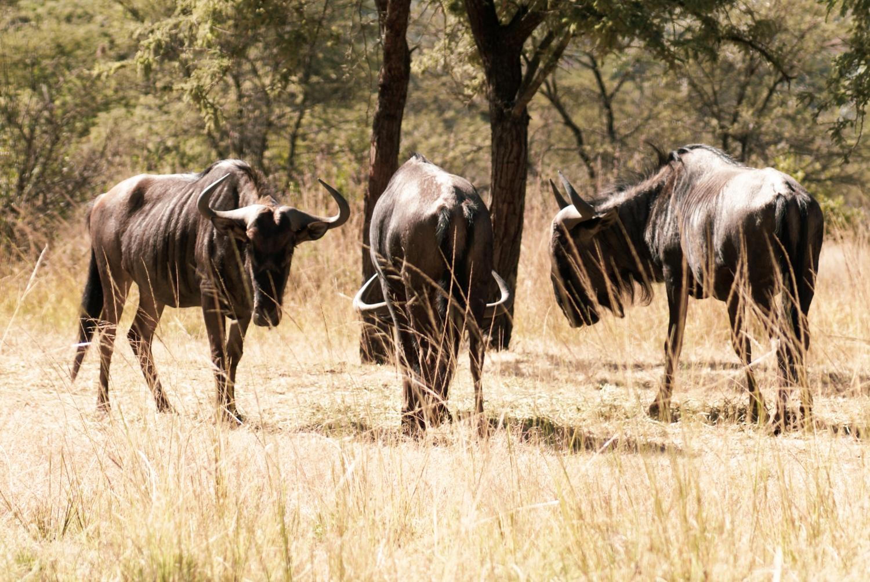 other