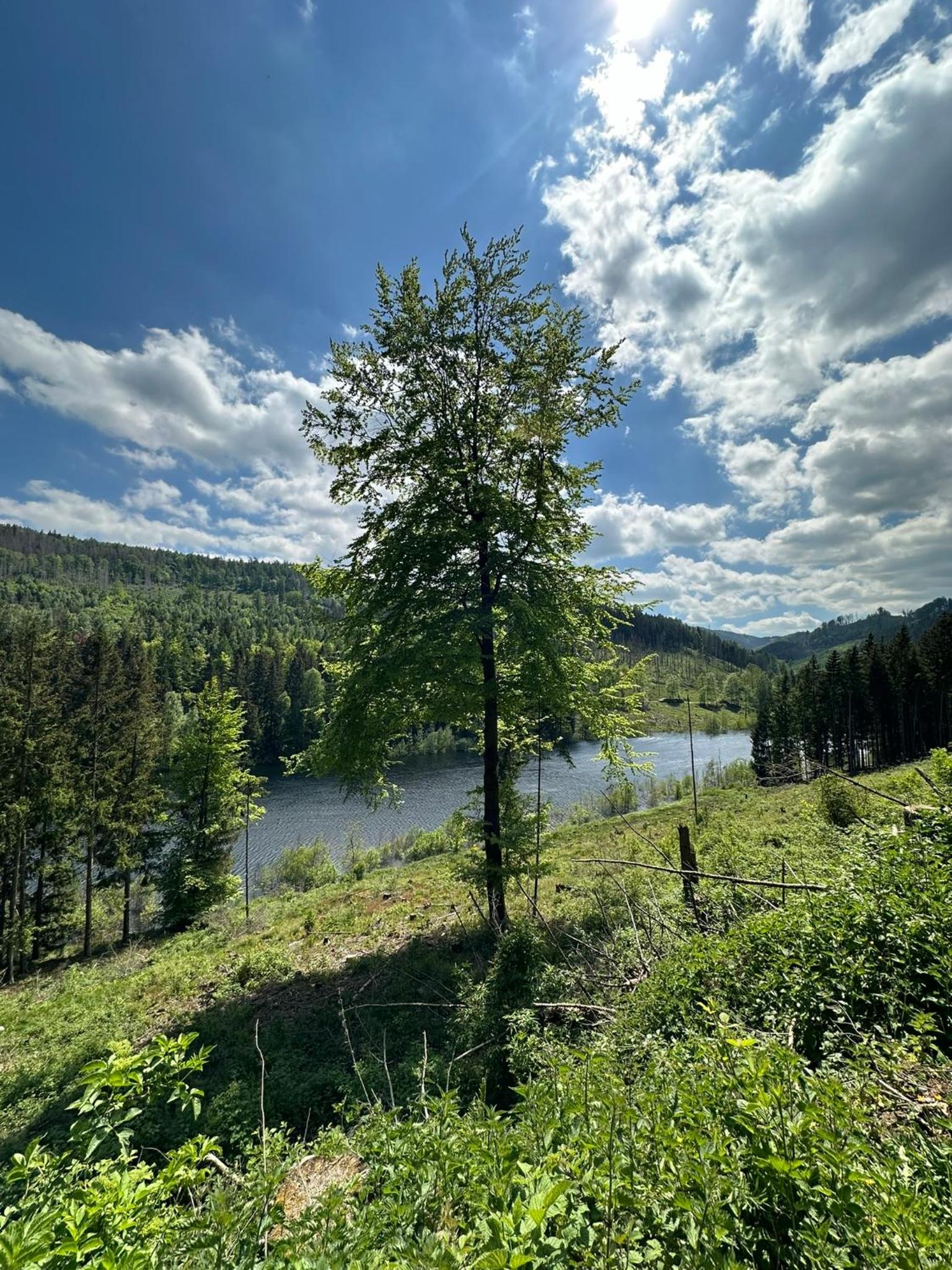 Ferienwohnung Waldblick