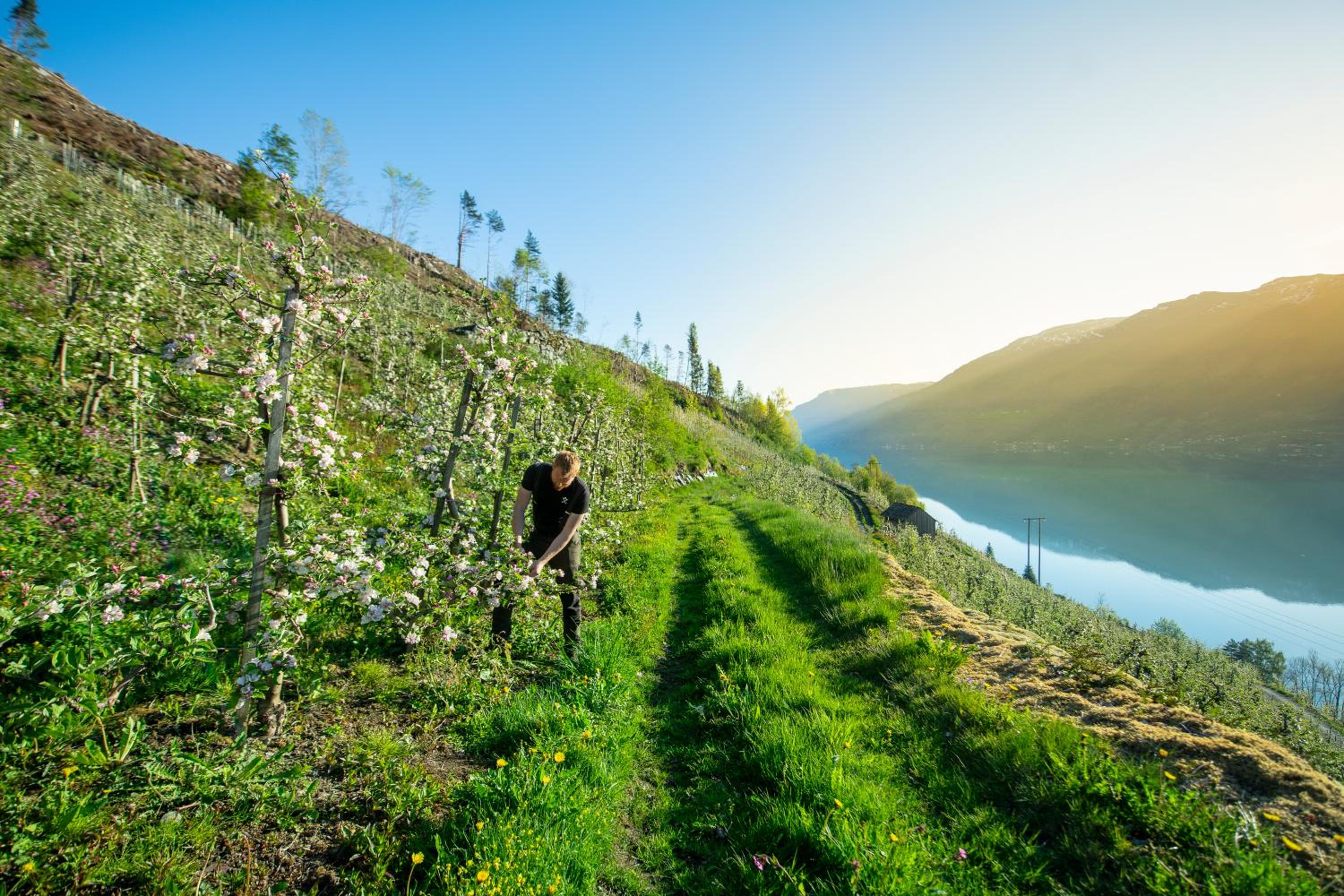 Odda Atmosphere