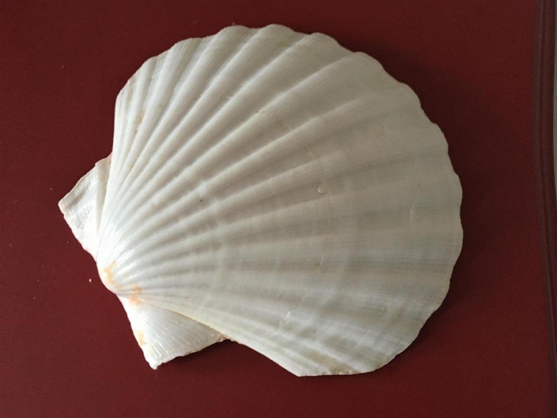 Historisches Fischerhus Haushälfte Traudel