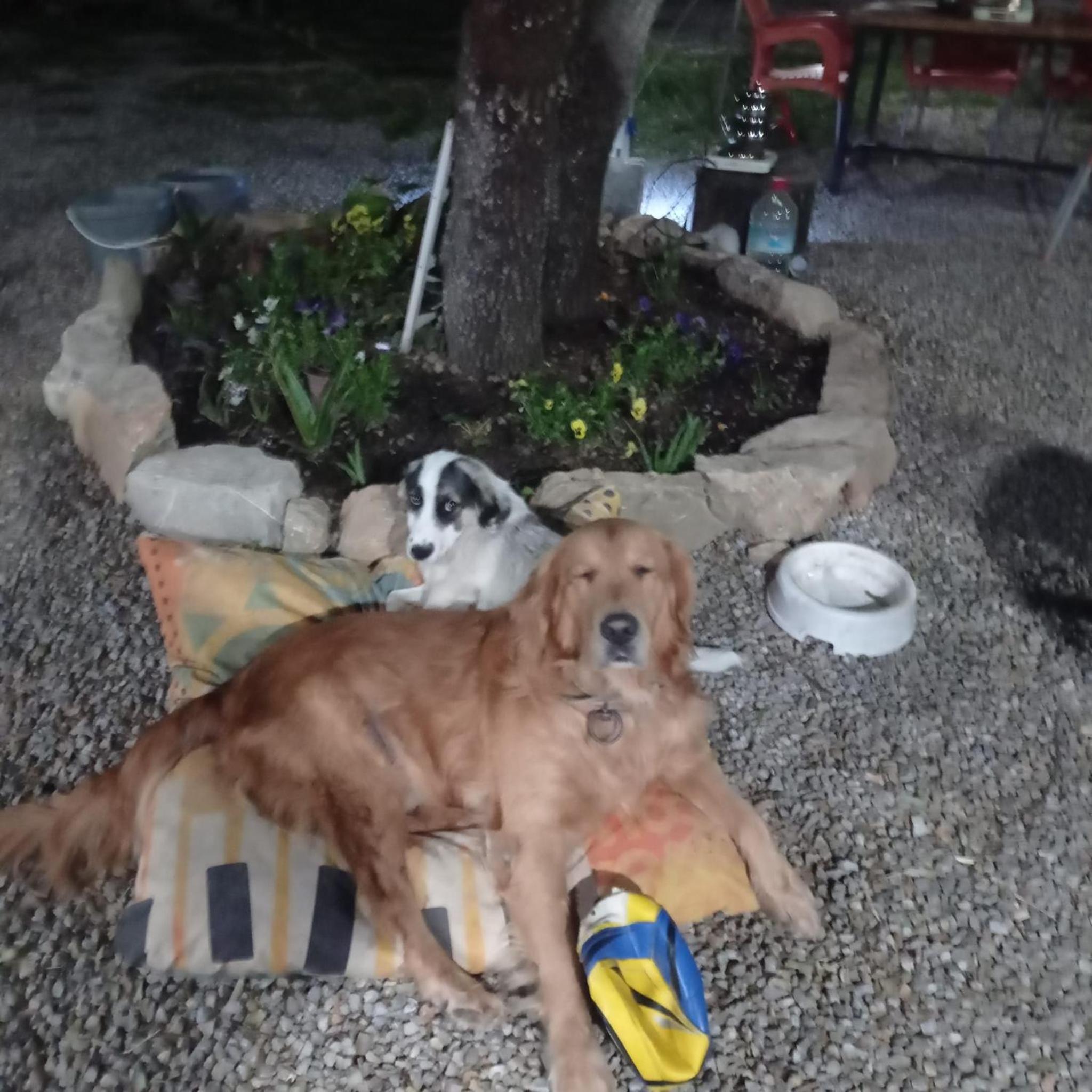 Eses Camping bungalov