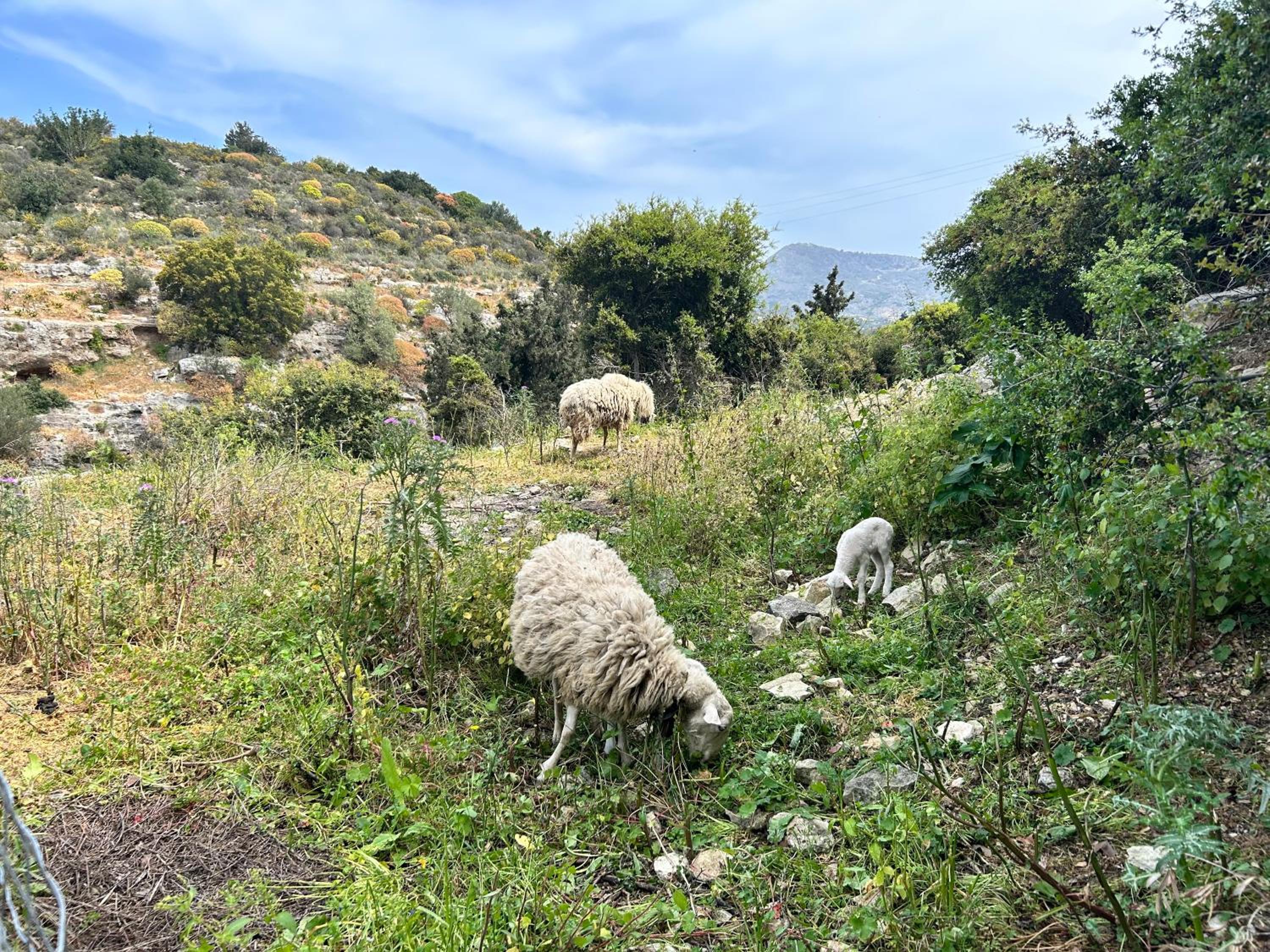Photo 45