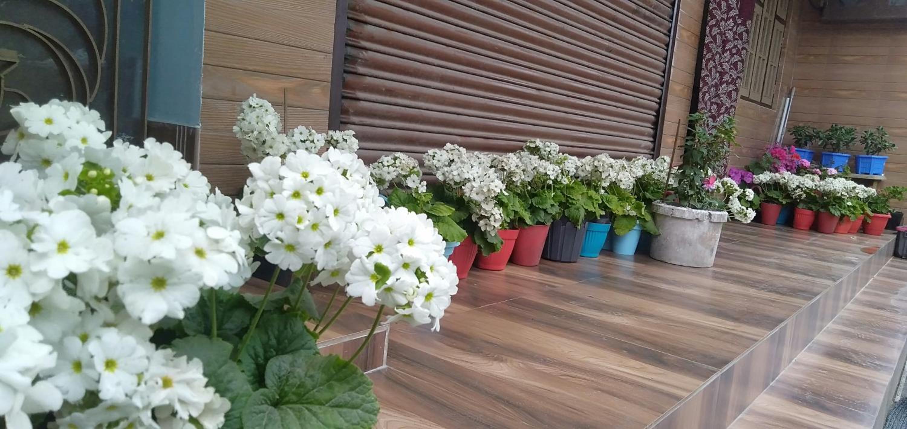 BLUE DUKE HOMESTAY