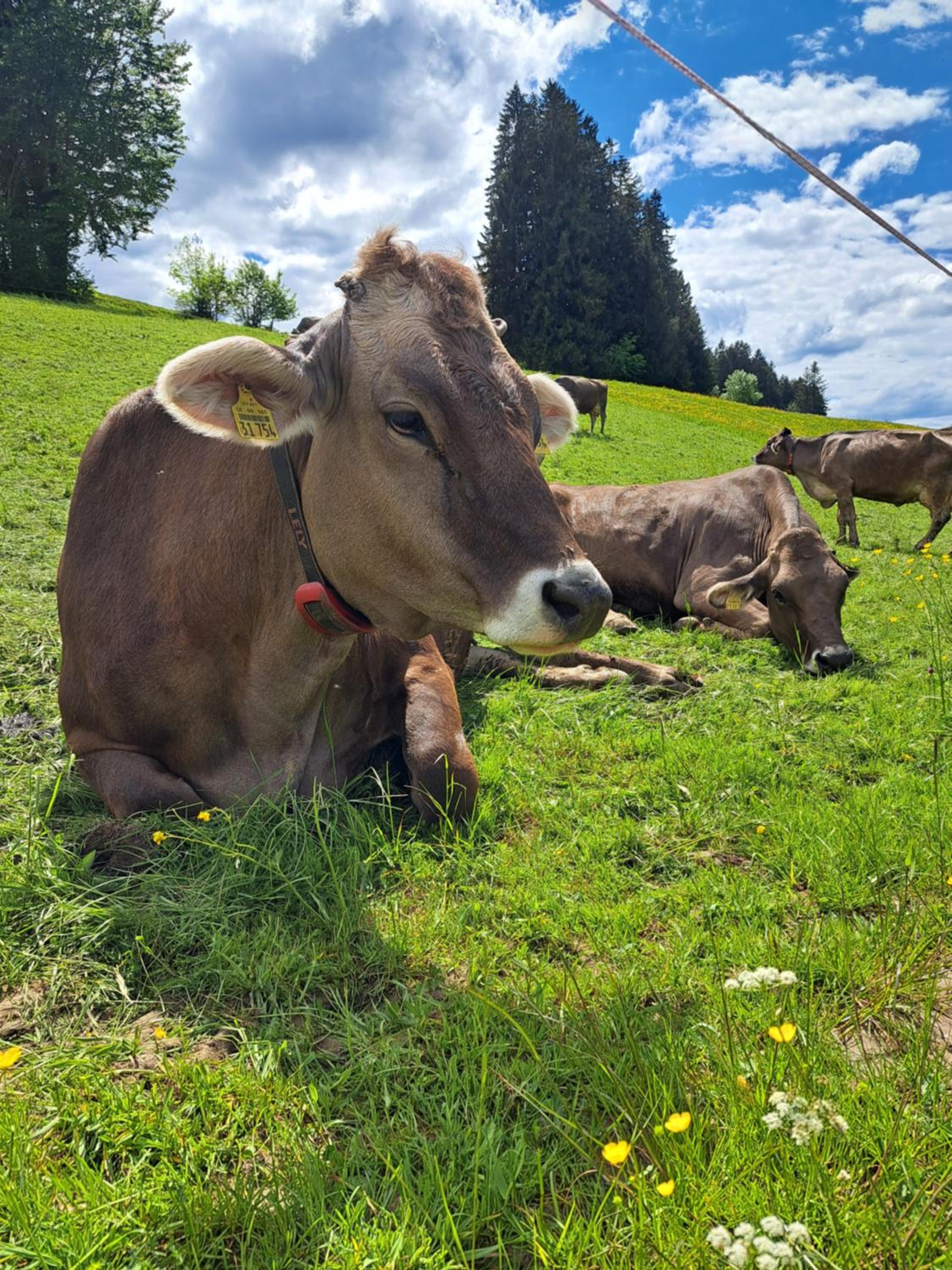 Ferienhof Eger - entspannter Urlaub mit Baby & Kleinkind - wahlweise top modern oder günstige Fewos - ruhig am Ende der Straße - Kälbchen füttern - Traktor