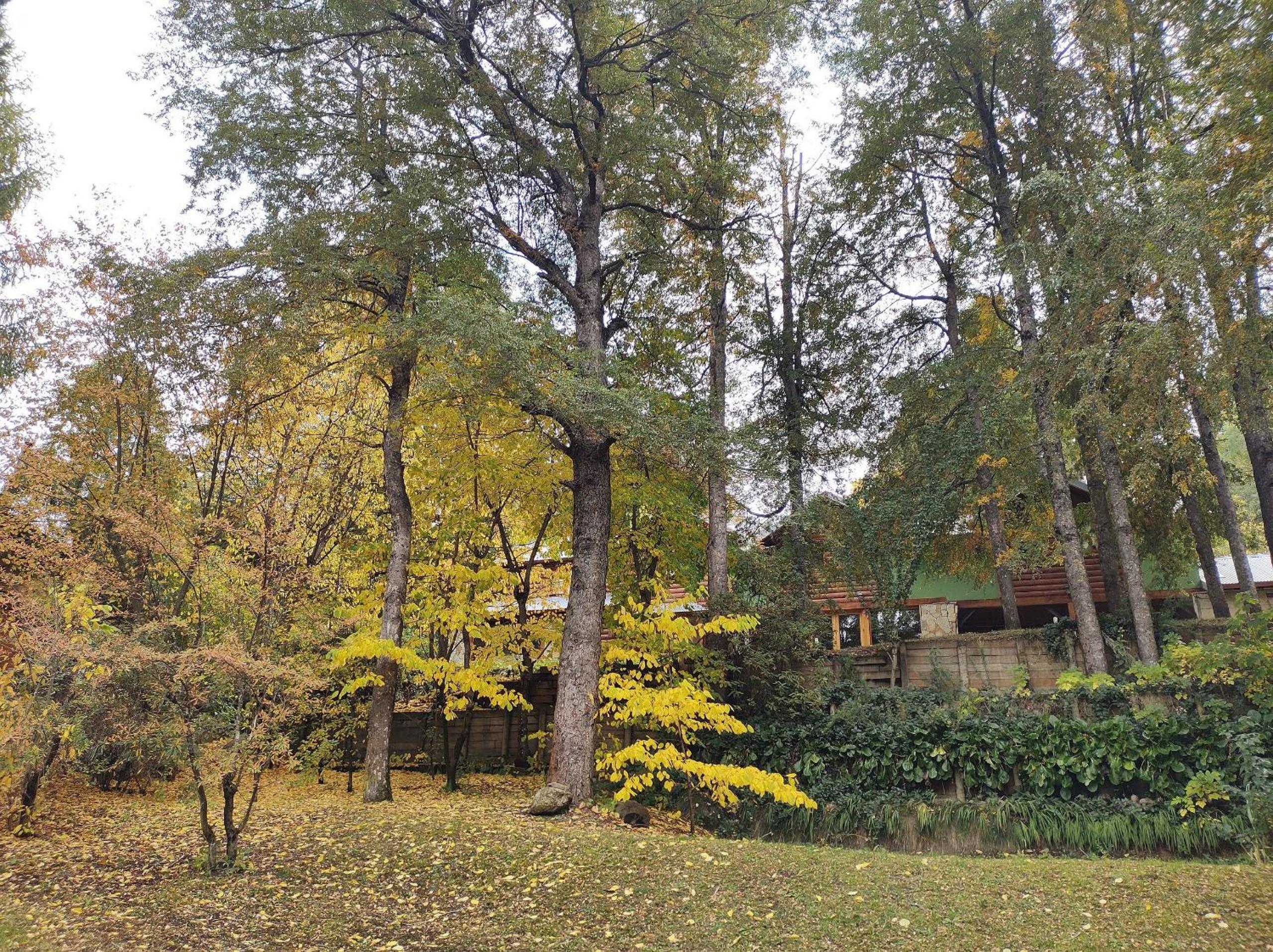 Cabaña rodeada de bosque nativo para 12 c parrilla