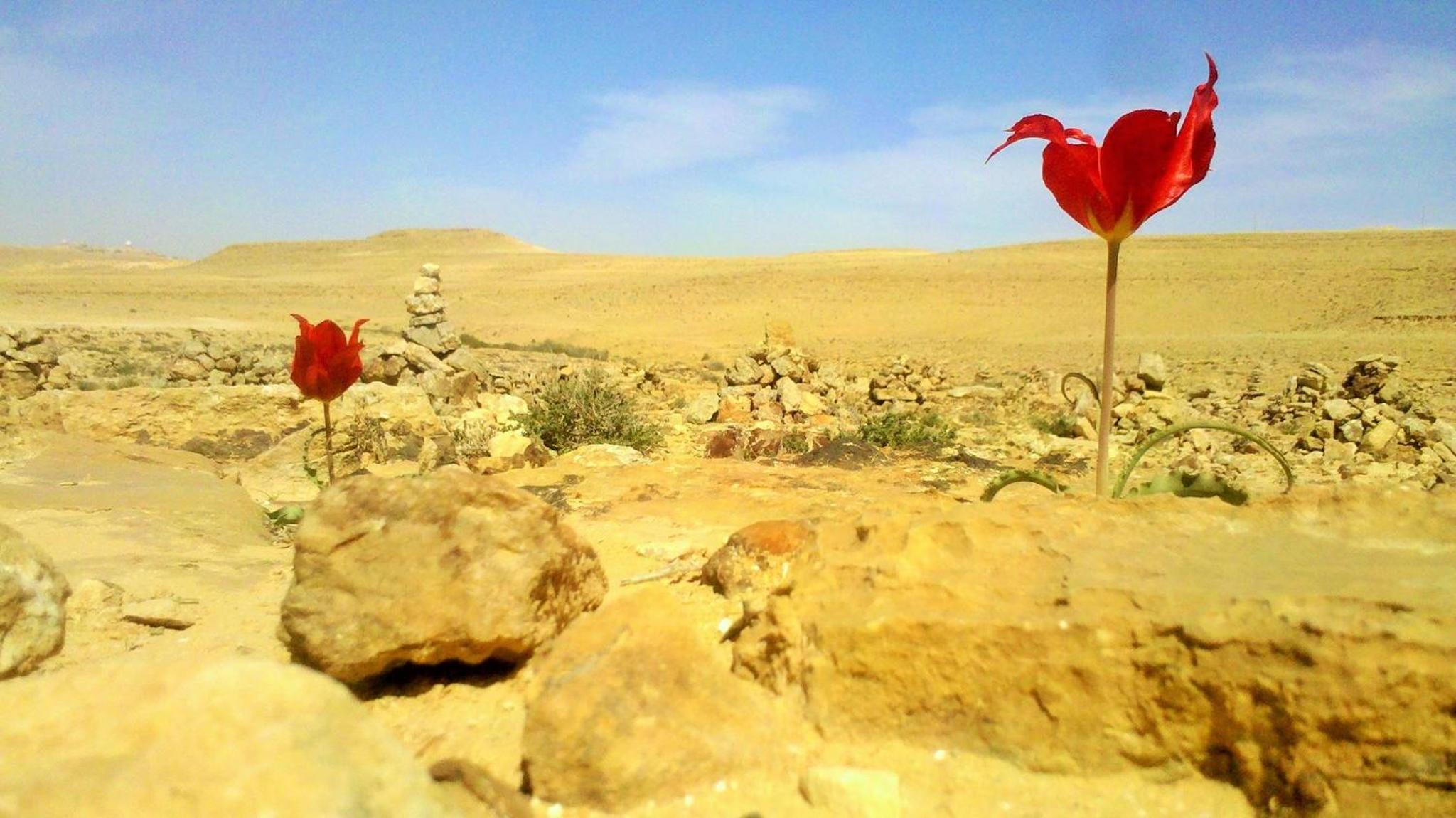 Silent Arrow, photo 16