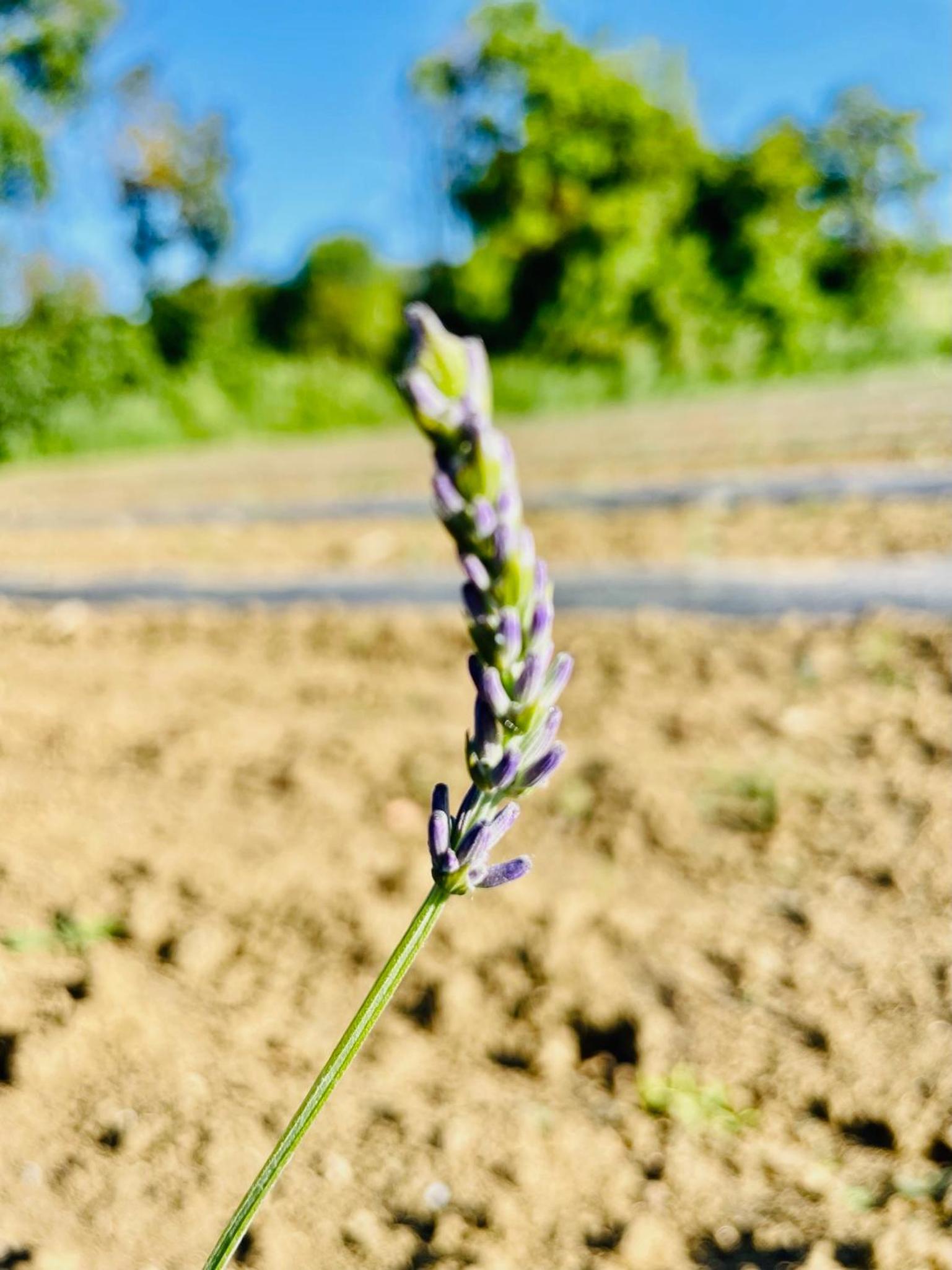 Agriturismo CasaViVa