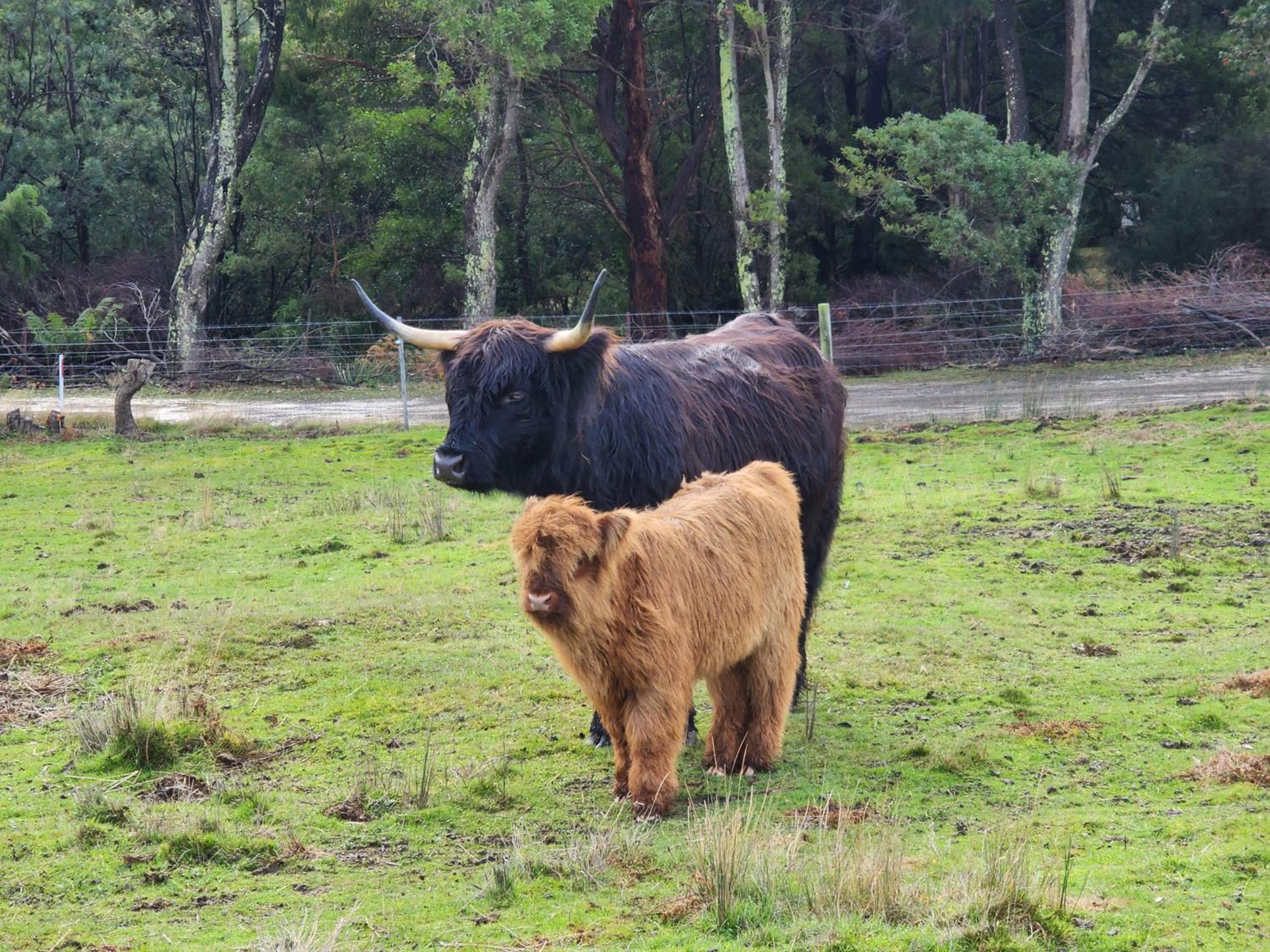 Ruby's Cottage Farm Stay