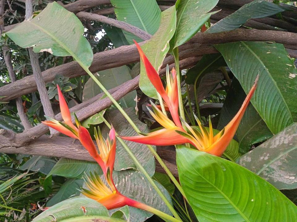 Kaza Papaya - Papaya House