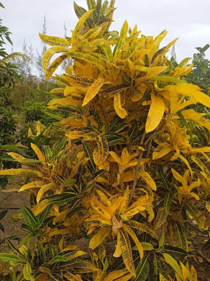 Kaza Papaya - Papaya House