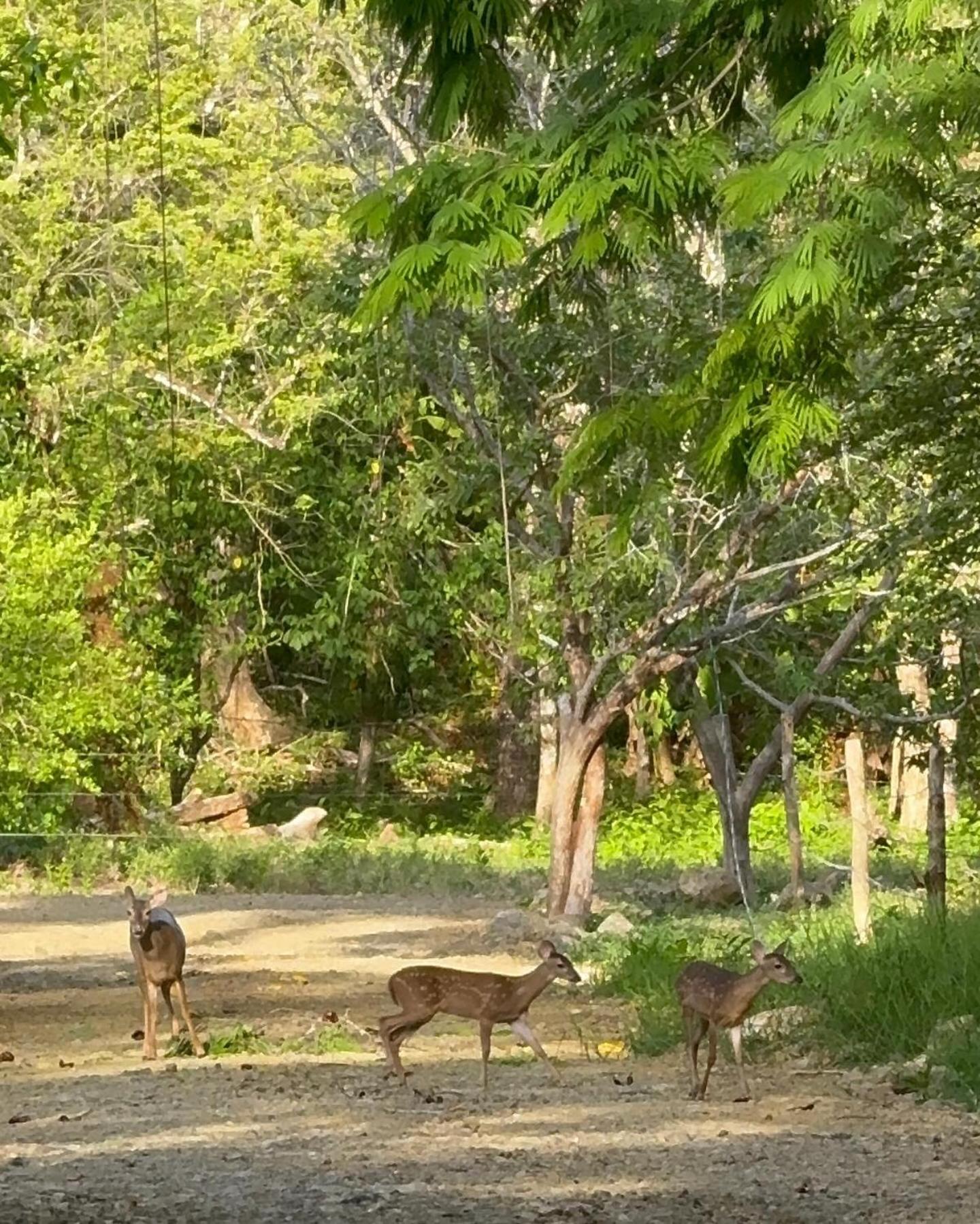 Deer House Cabuya