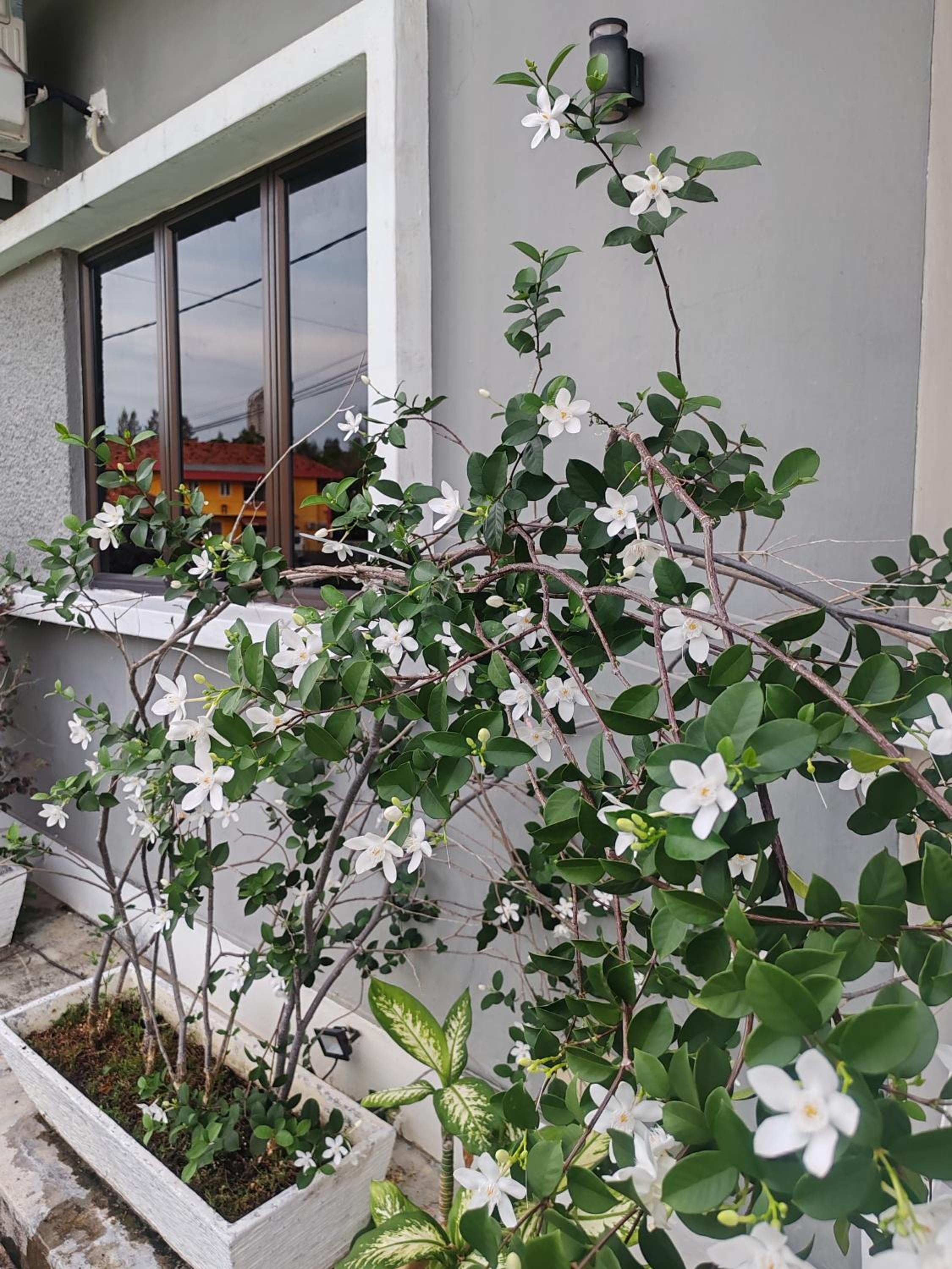 MELAKA BEACH VILLA ( A TYPE ) photo 3
