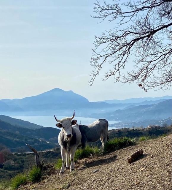 Agros