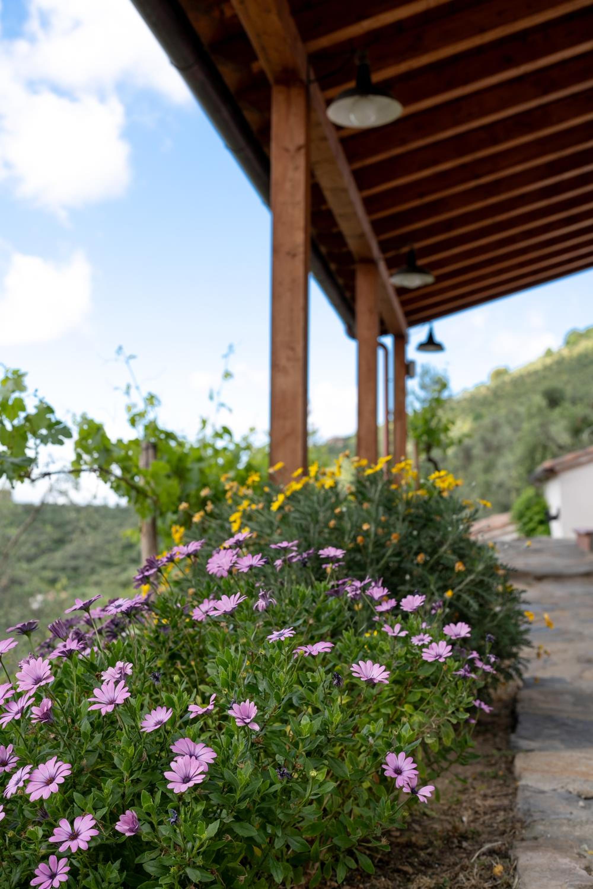 Podere del Pari - Casale Plumbago view 5