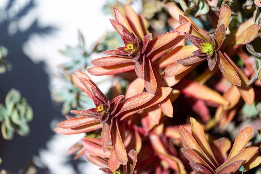 Cactopia Apartments - Stapelia view 4