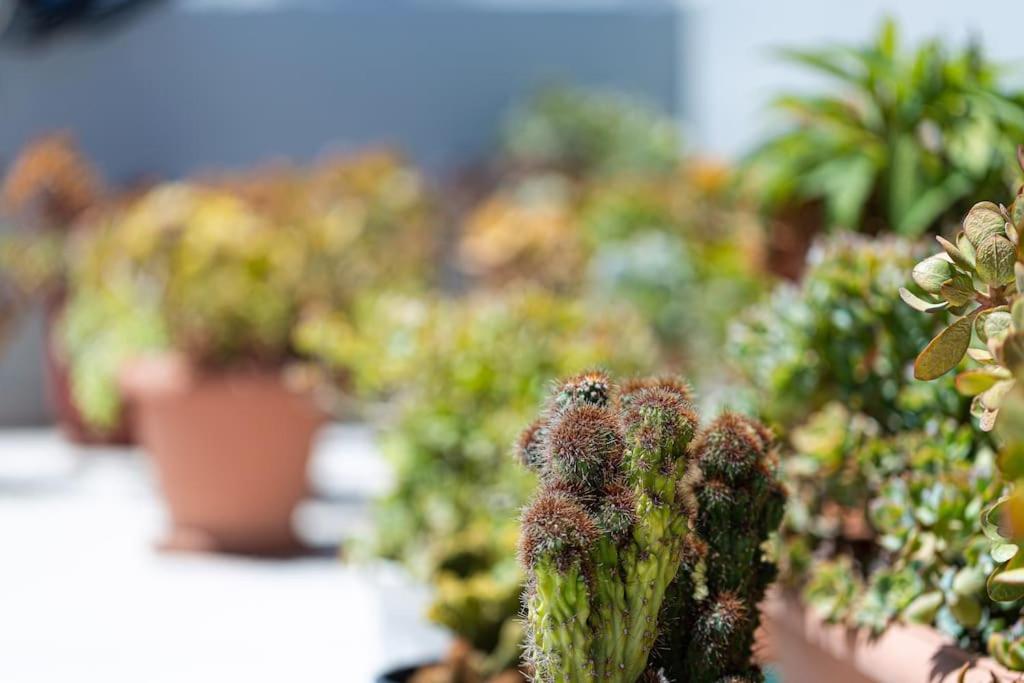 Cactopia Apartments - Stapelia view 5
