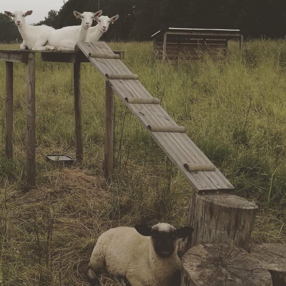 Kemp Sluknov- Glamping