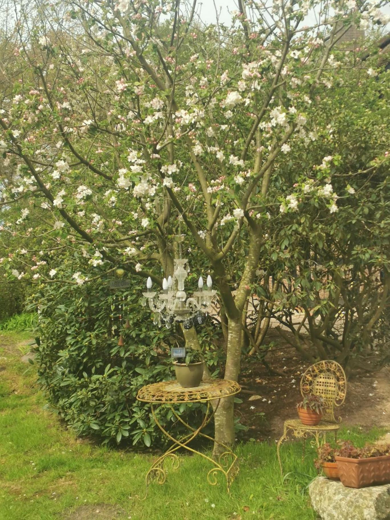 Ferienhaus Oak-Tree-Cottage
